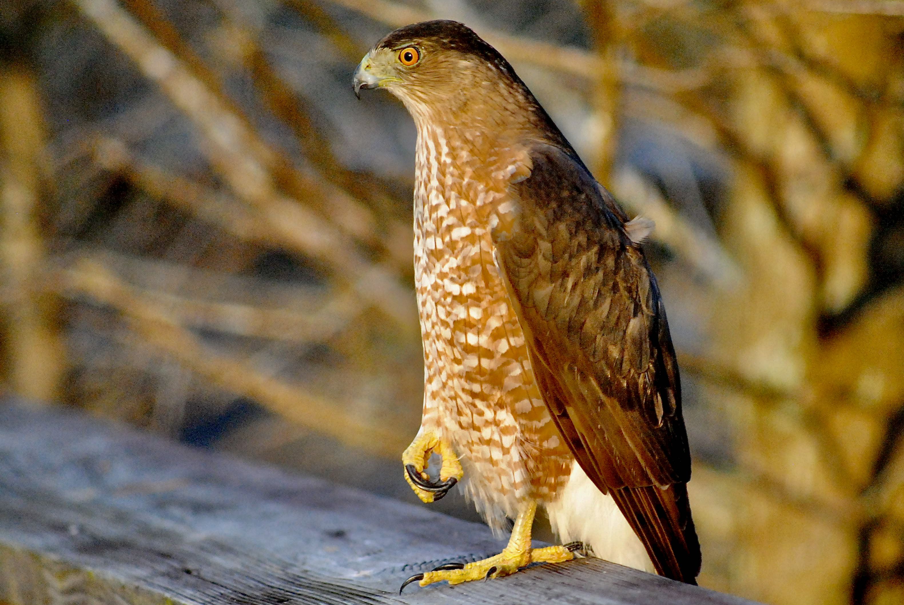 Coopers Hawk Clive Photos - rxl7s1n