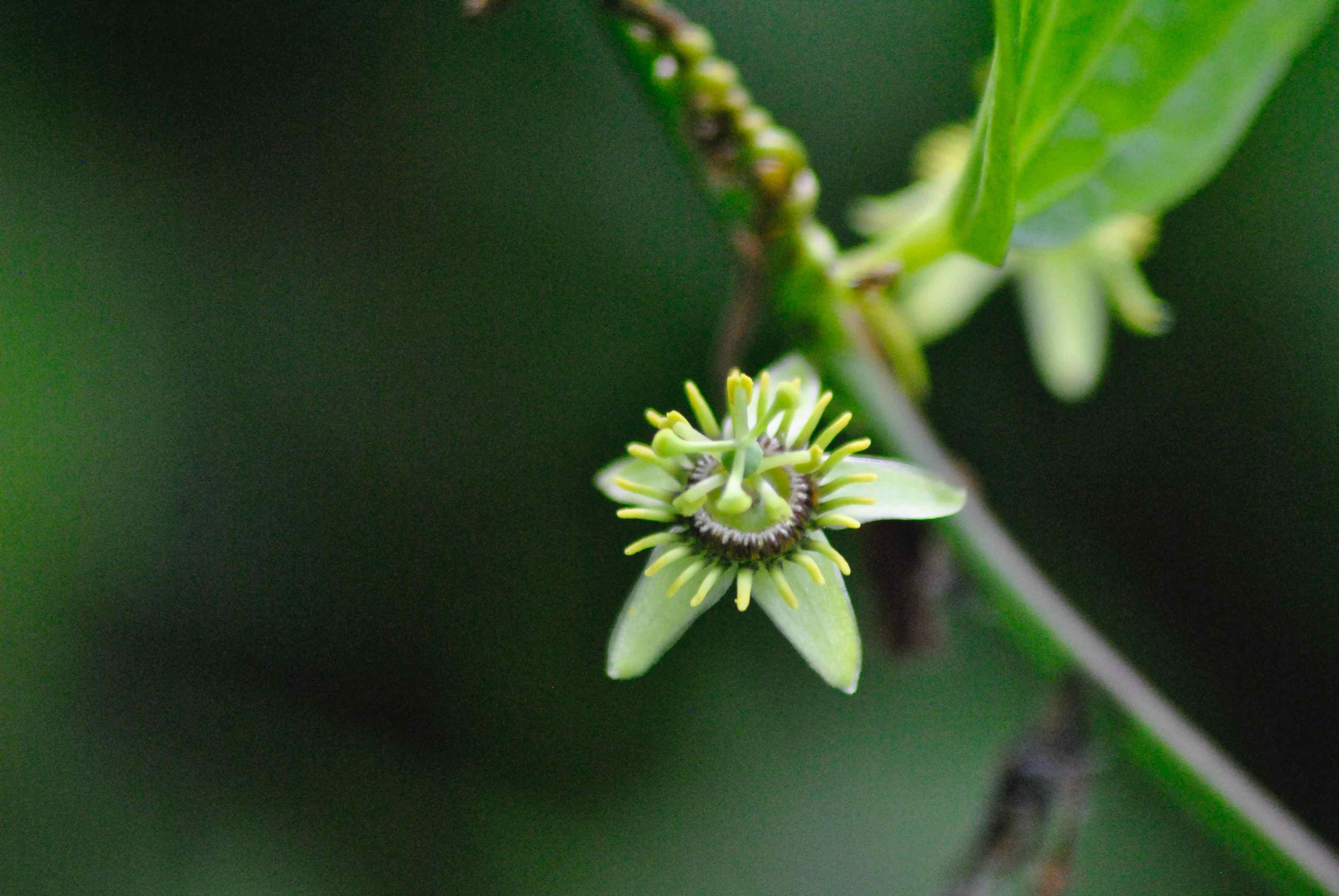 corkystem passionflower
