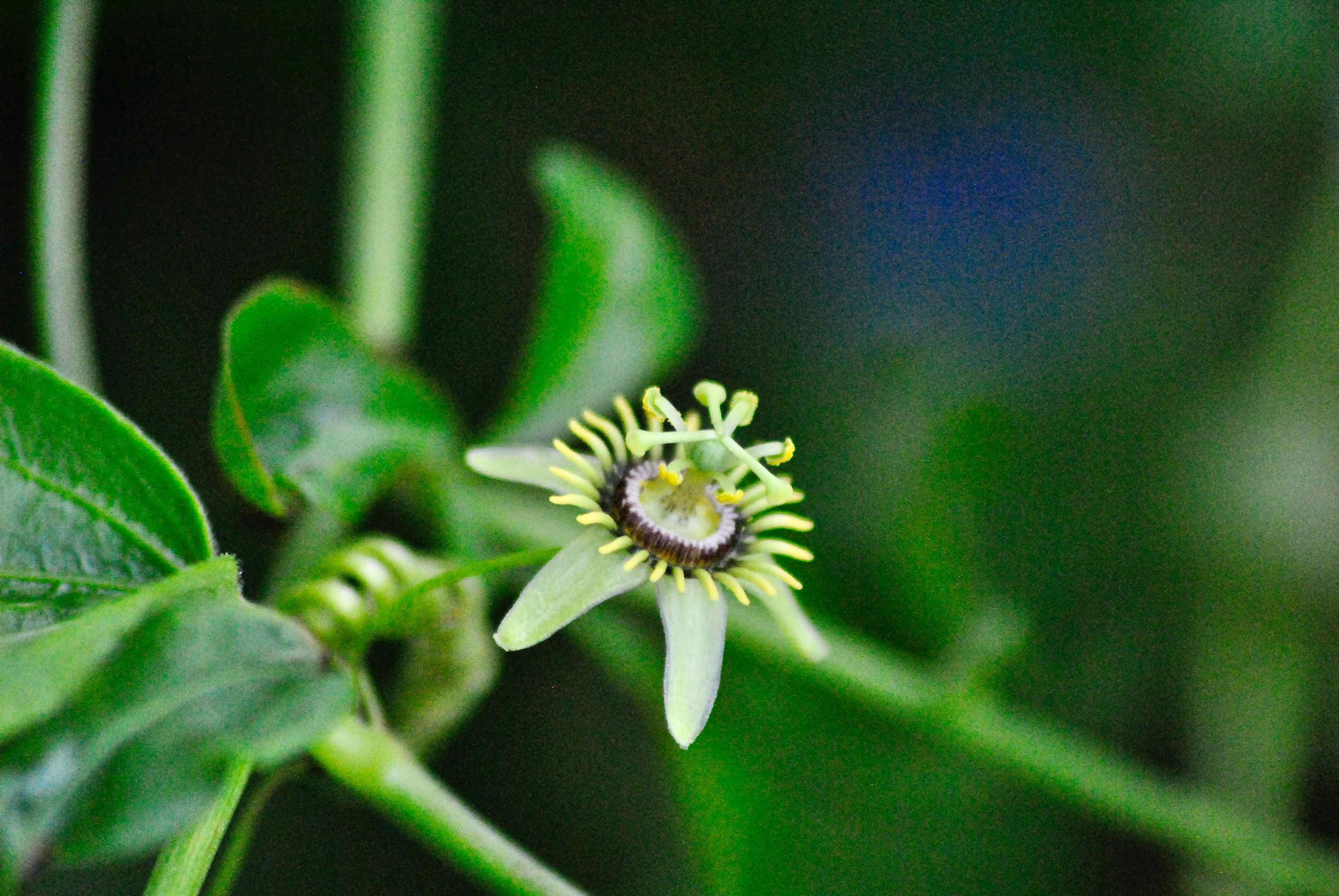 Corkystem Passionflower