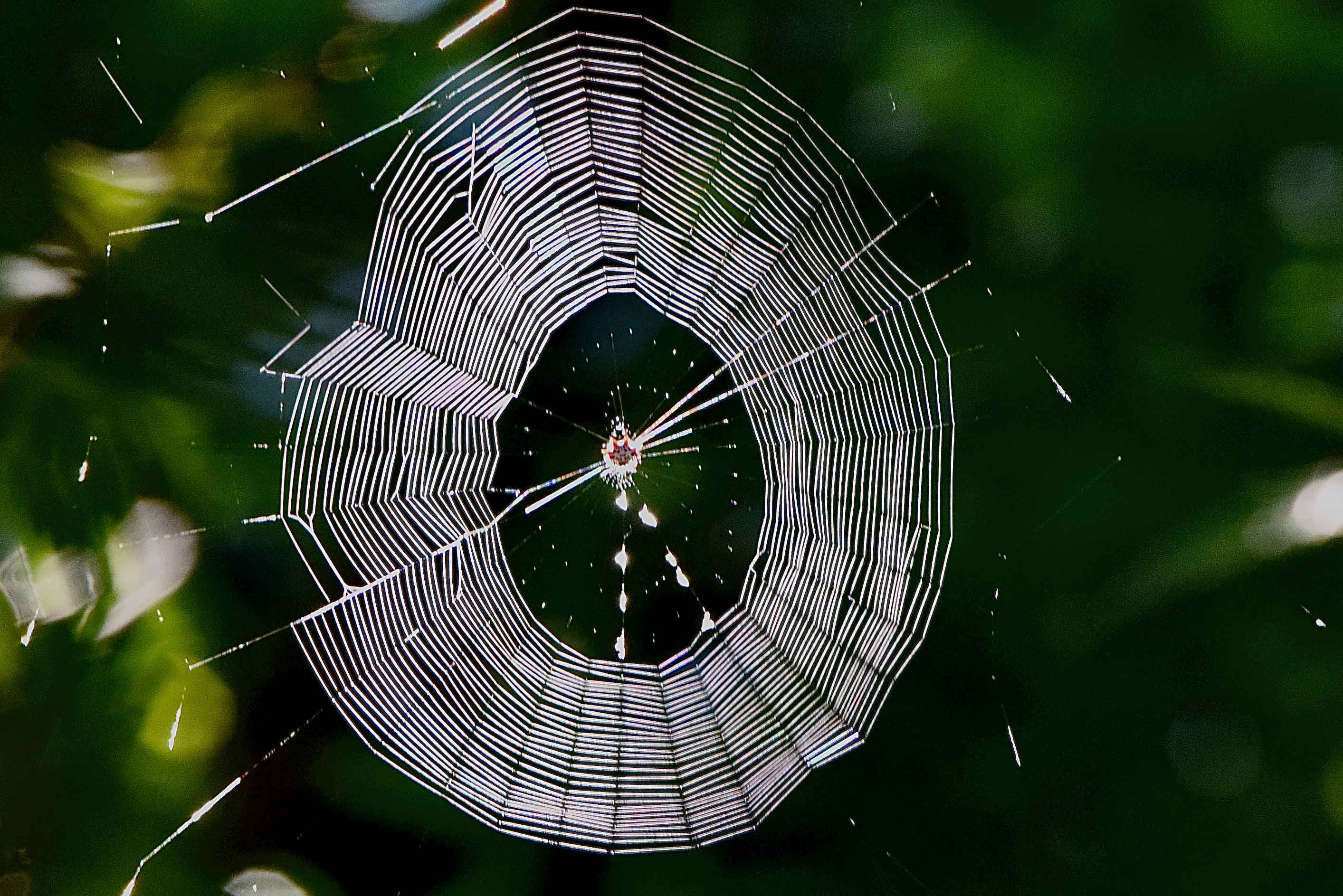 Crab Spider / Spiny Orb Weaver