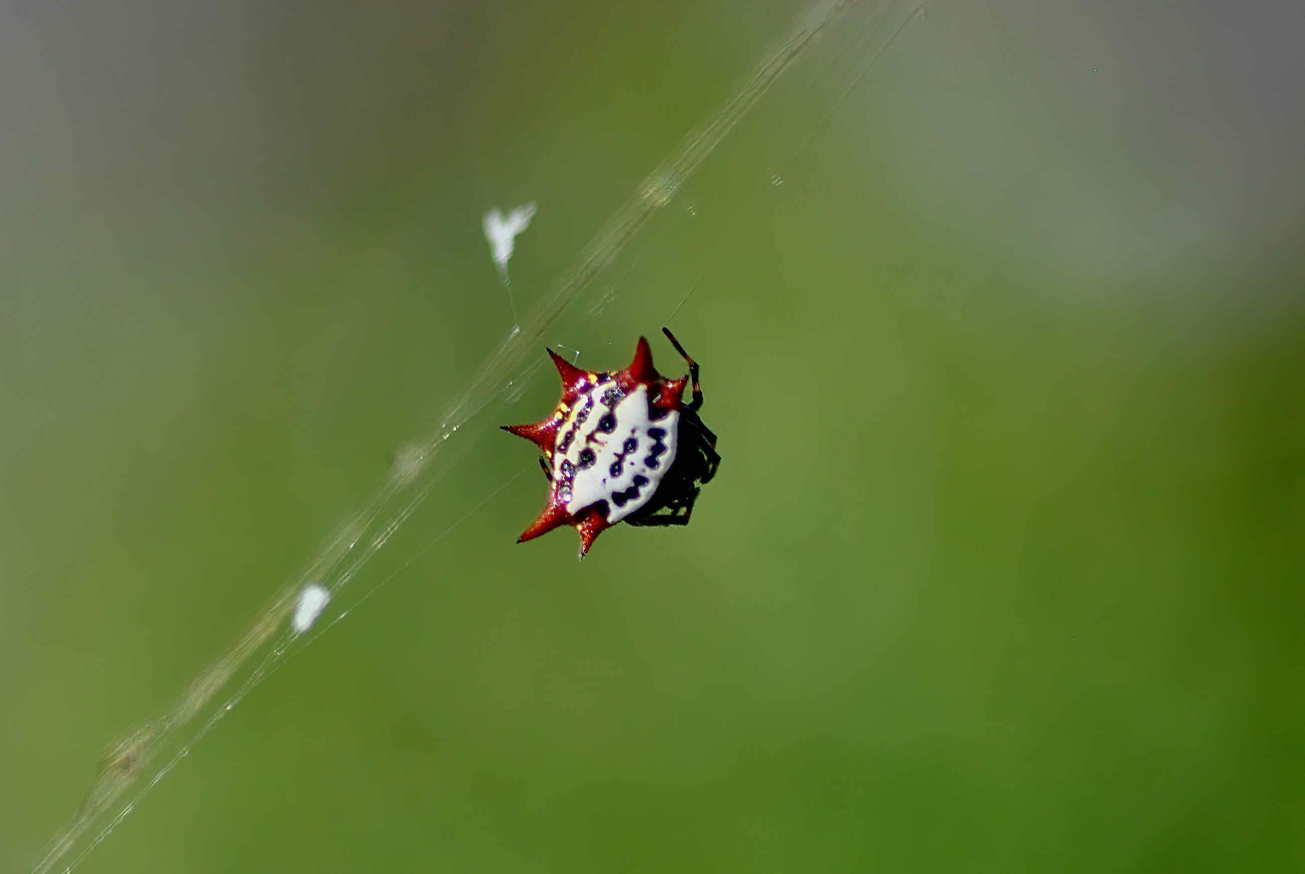 Spiny Orb Weaver Spider