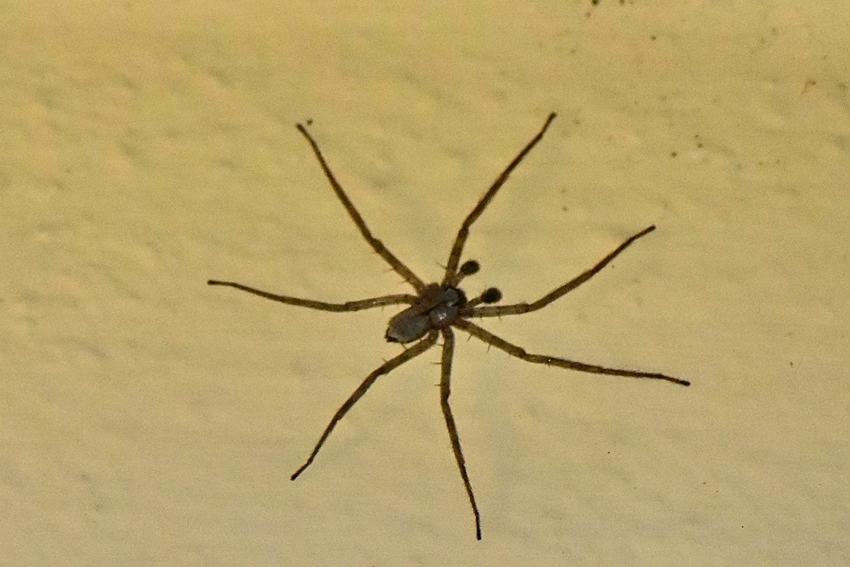 crescent-eyed spiders