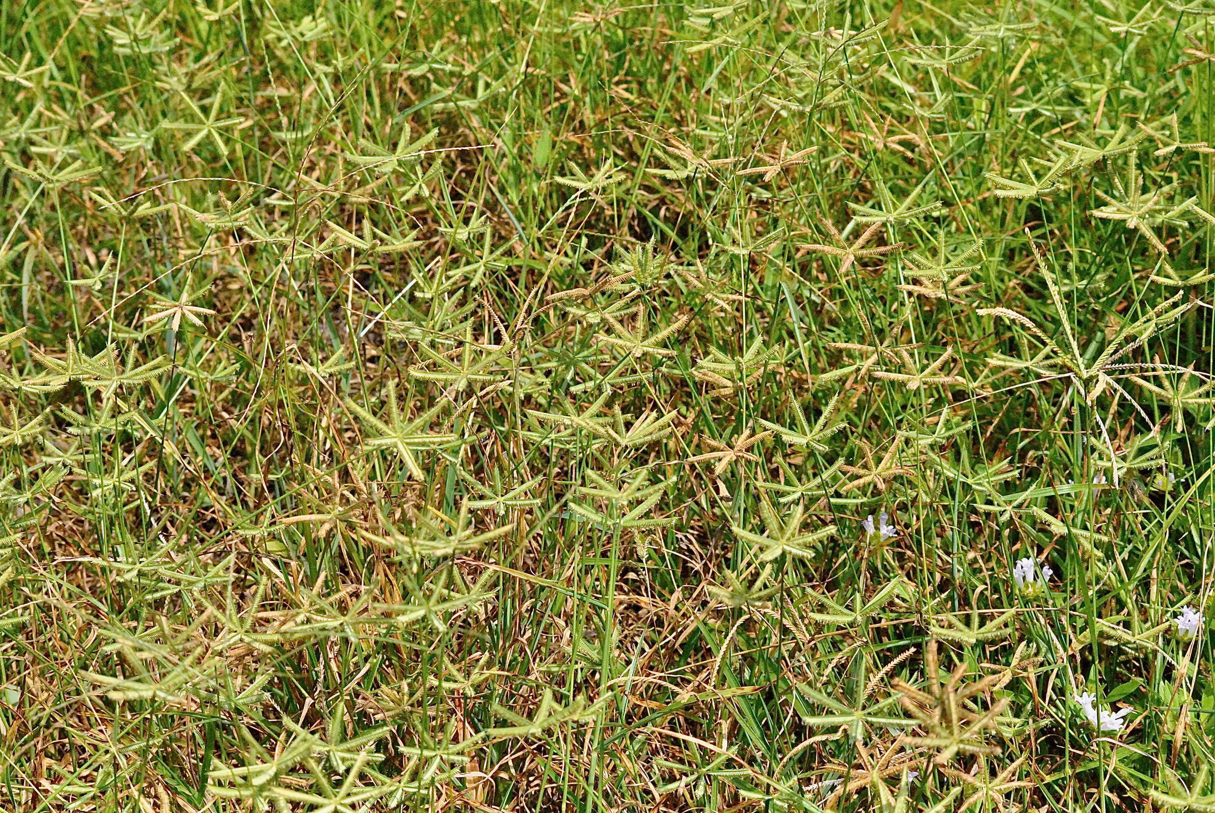Crow's foot grass