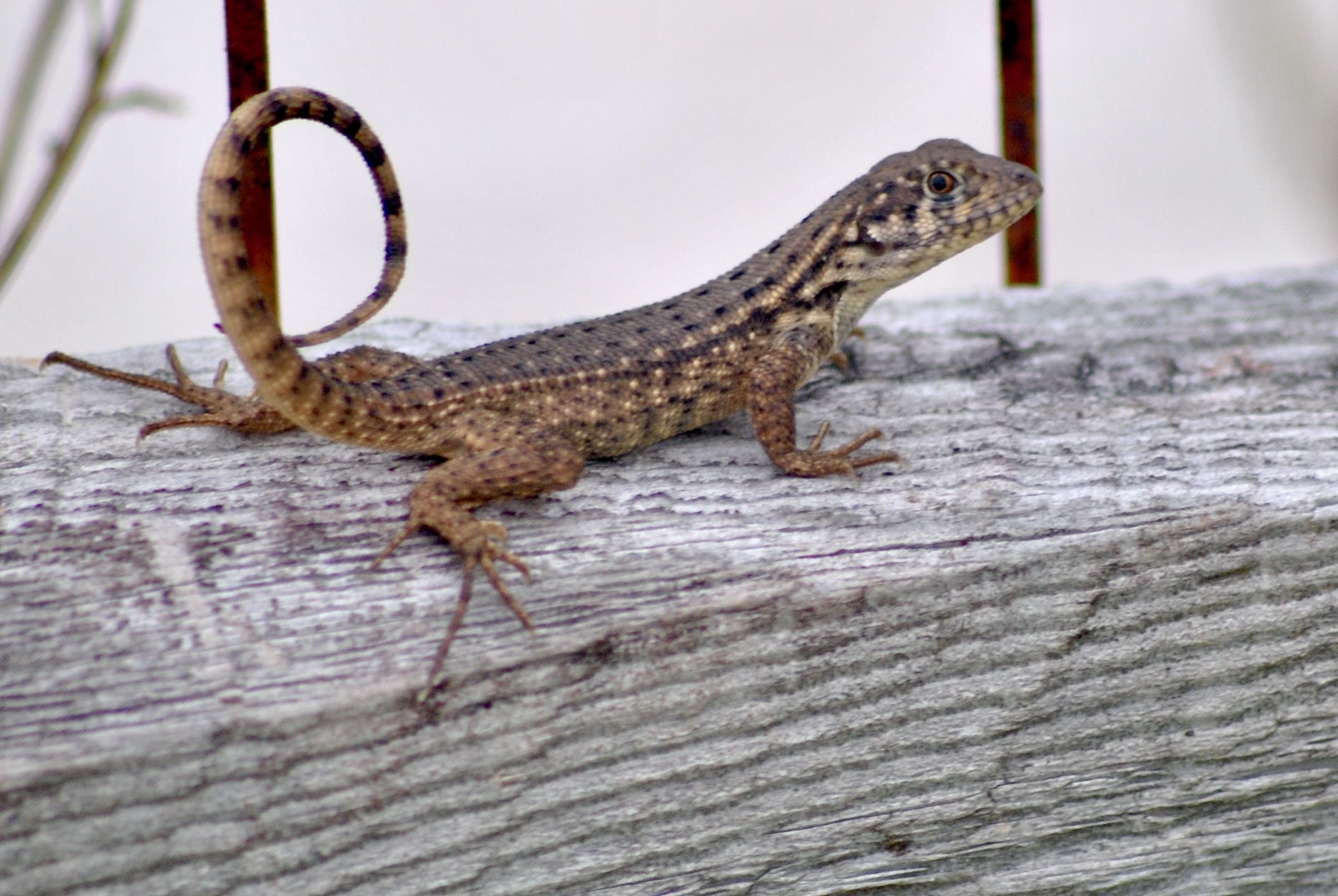 Northern CurlyTailed Lizard
