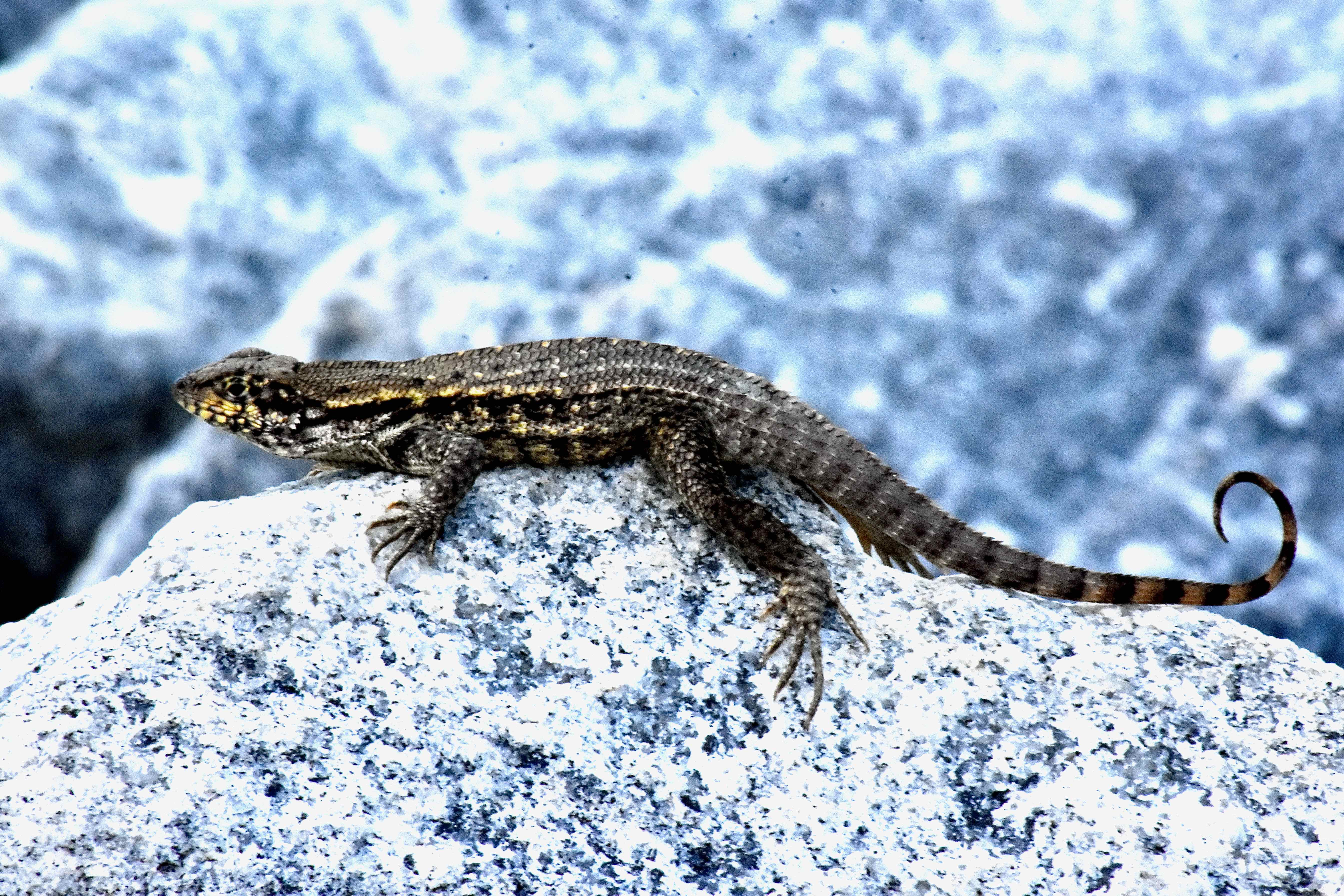 curly-tailed lizard