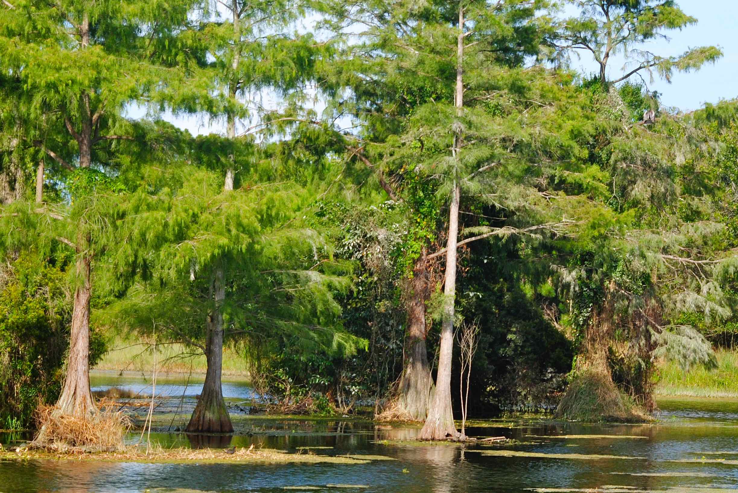 cypress pond