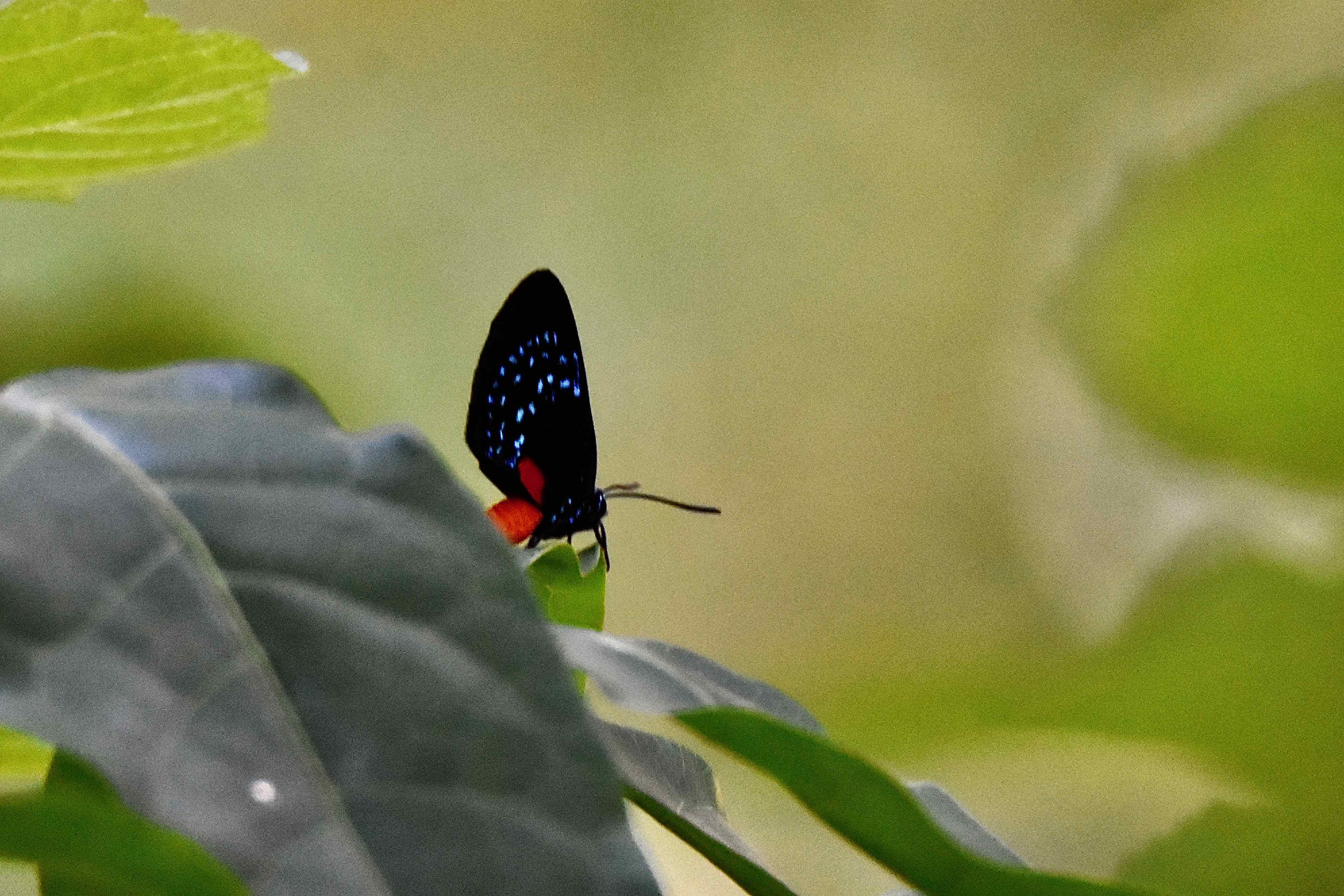 atala butterfly