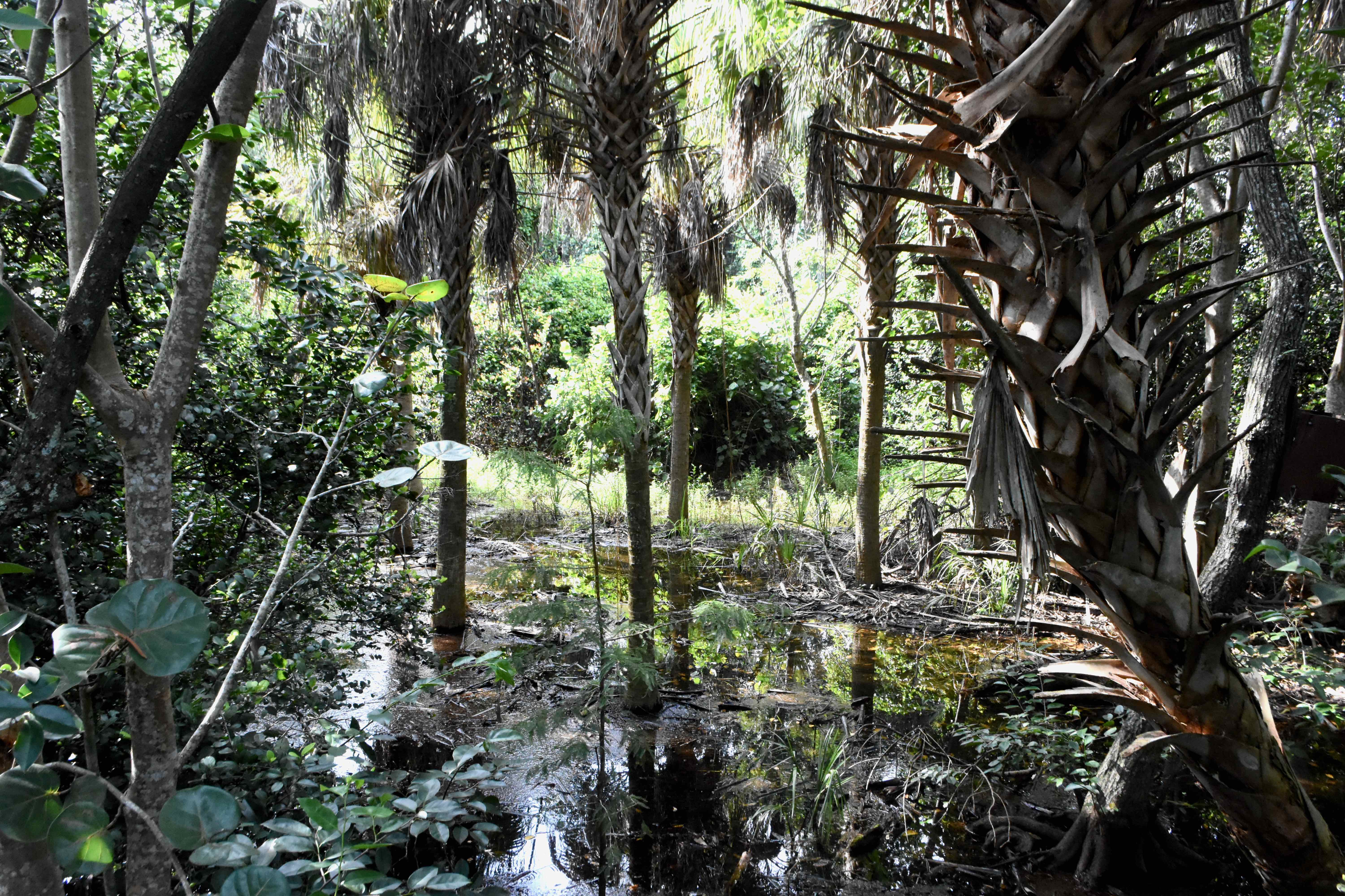 cabbage palms in swamp