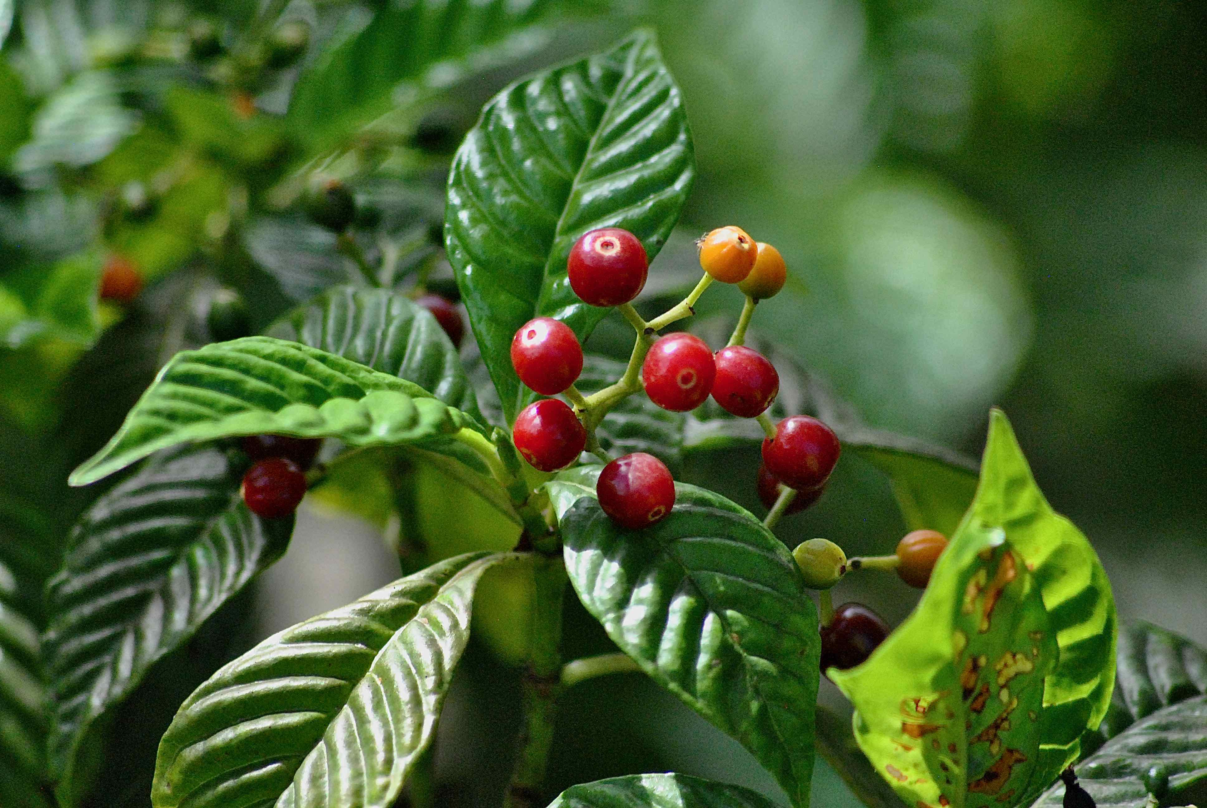 Shiney-leafed Wild Coffee