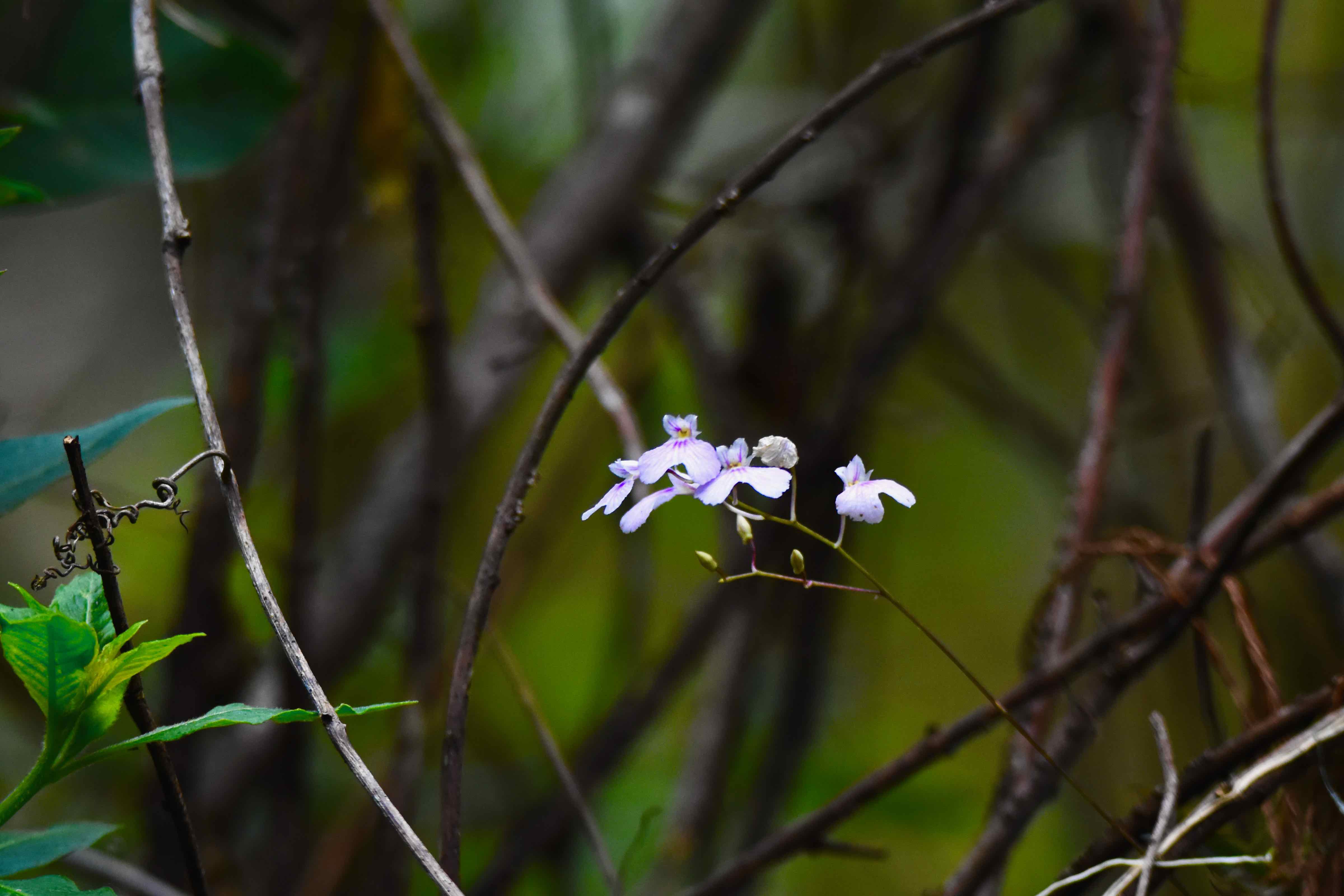 delicate violet orchid