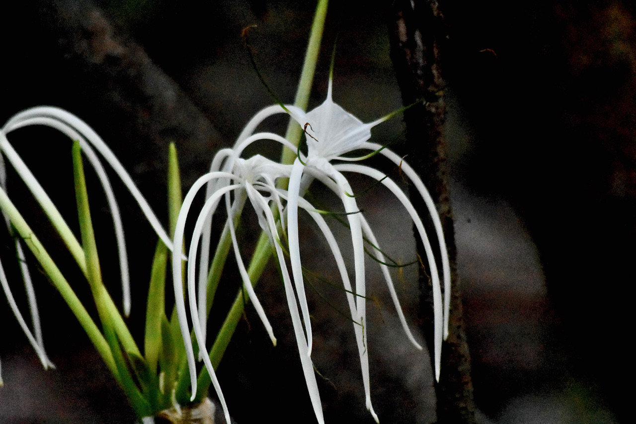 Mangrove Swamp Lily