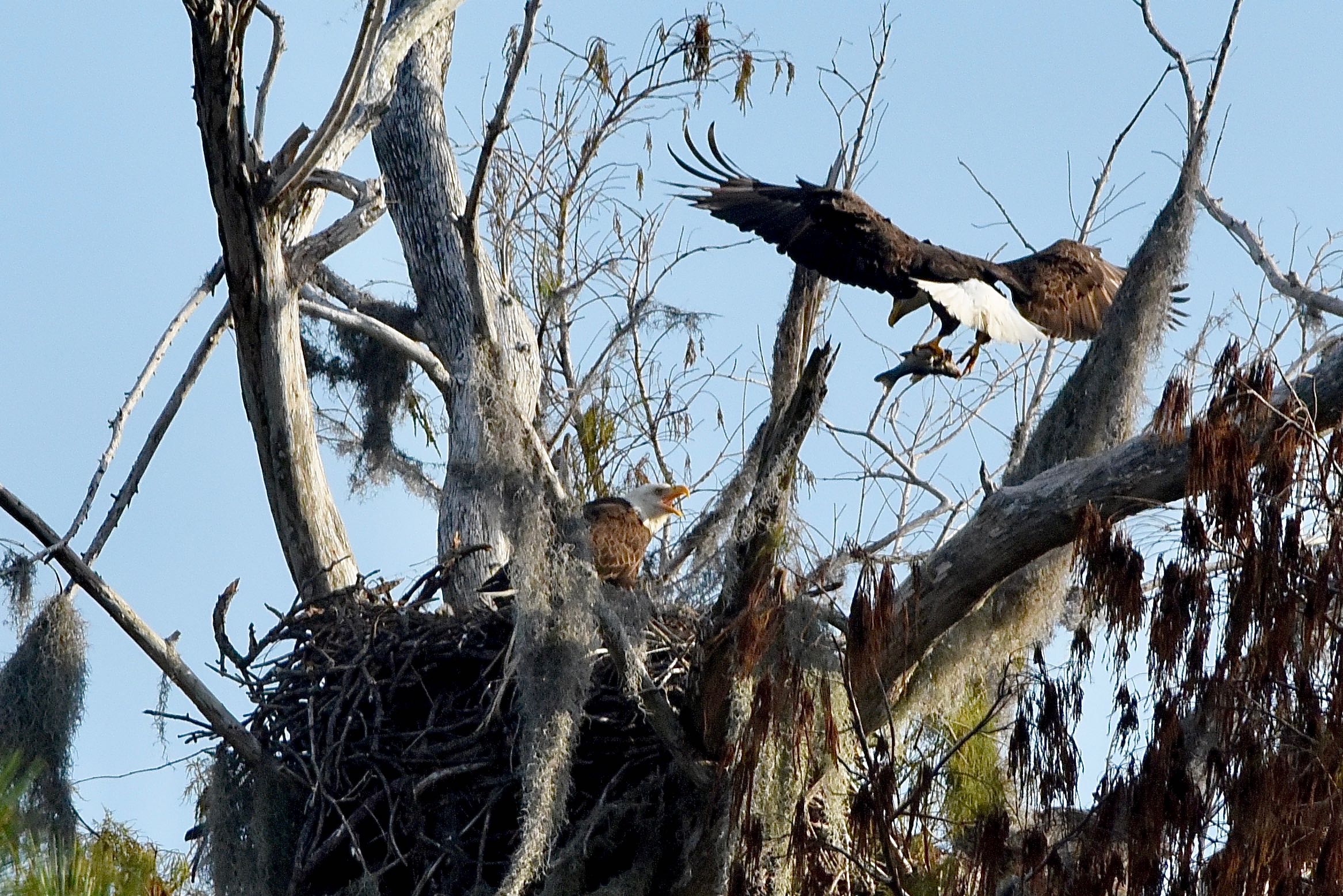 bald eagles nesting