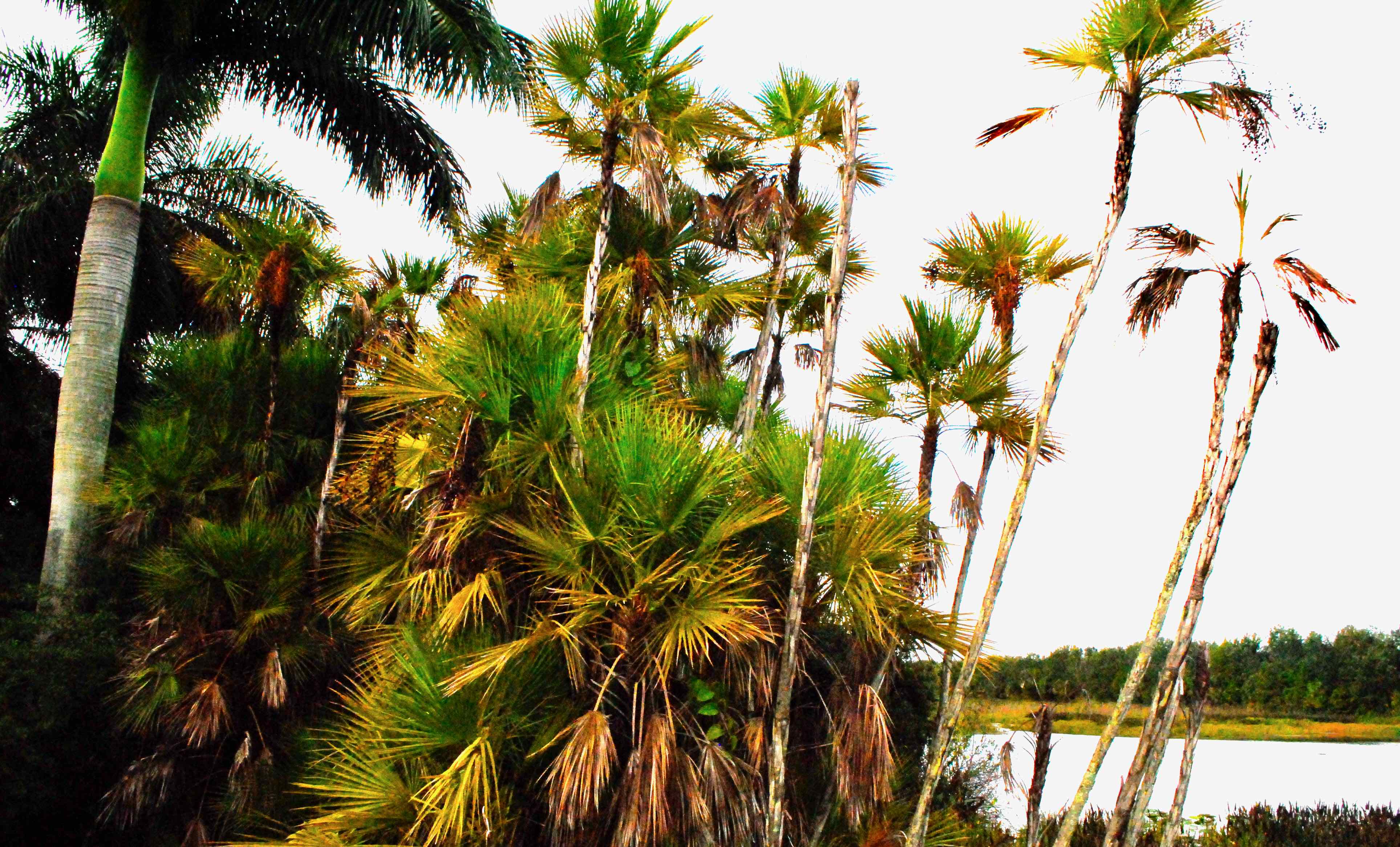everglades palm