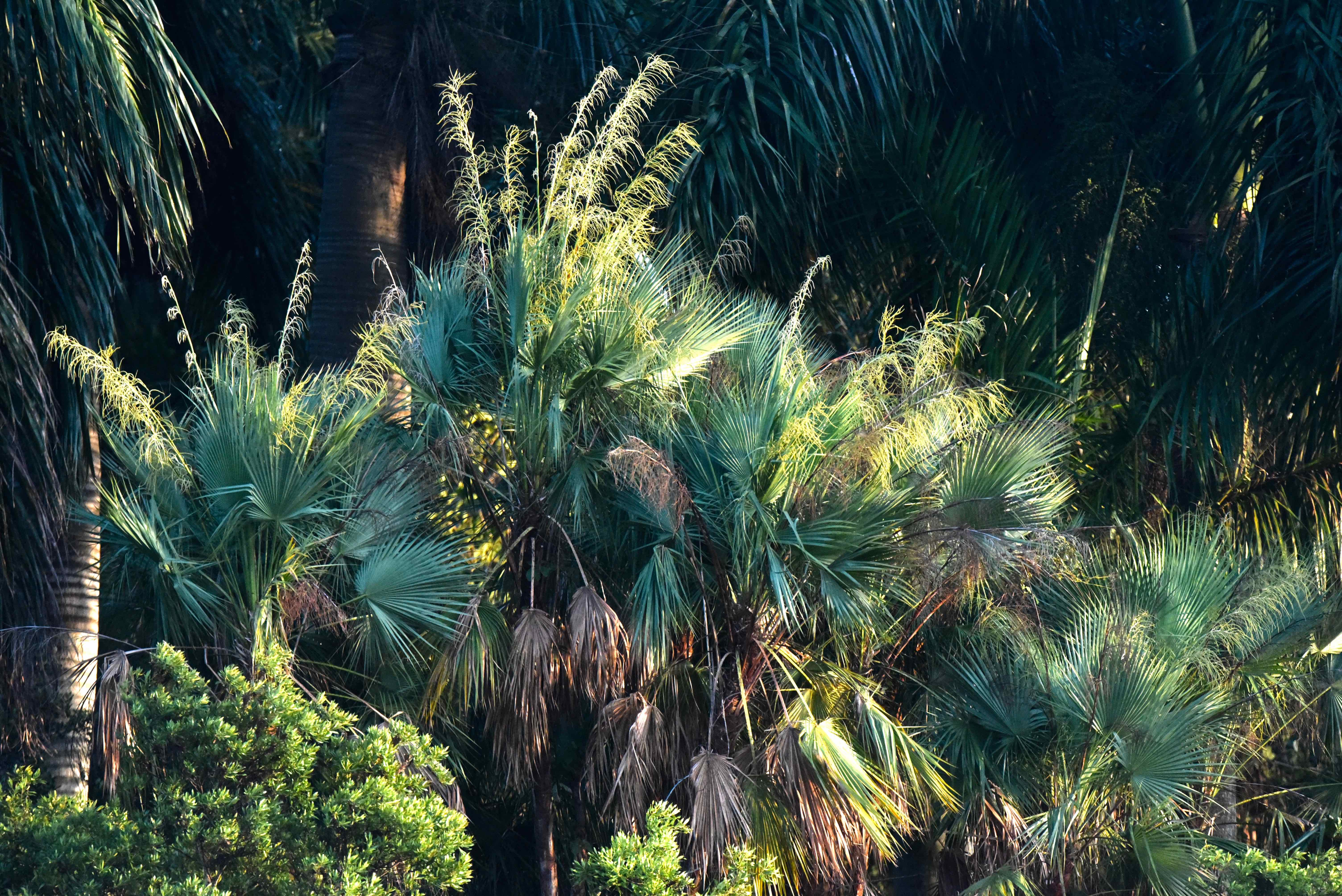everglades palm