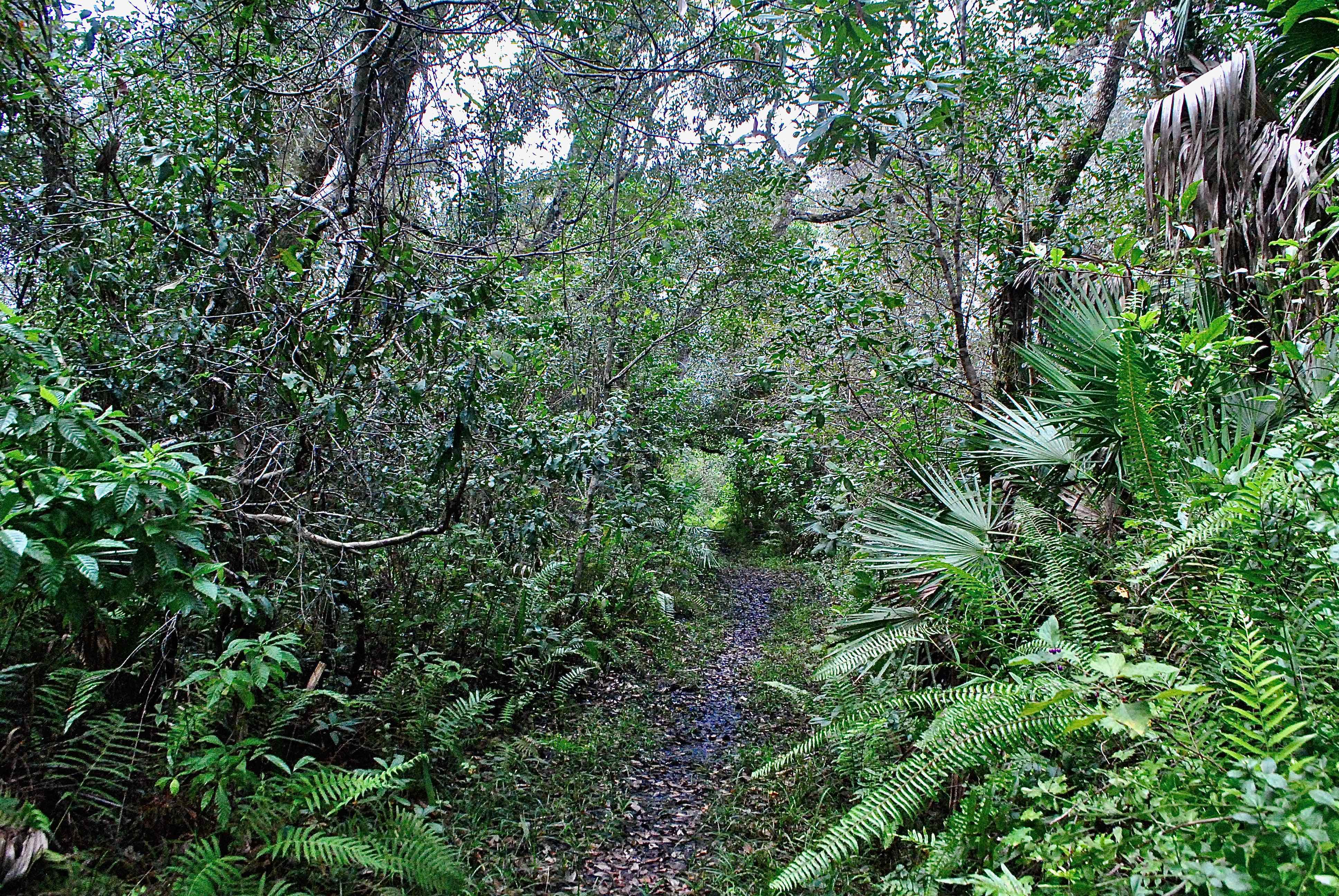 primitive trail