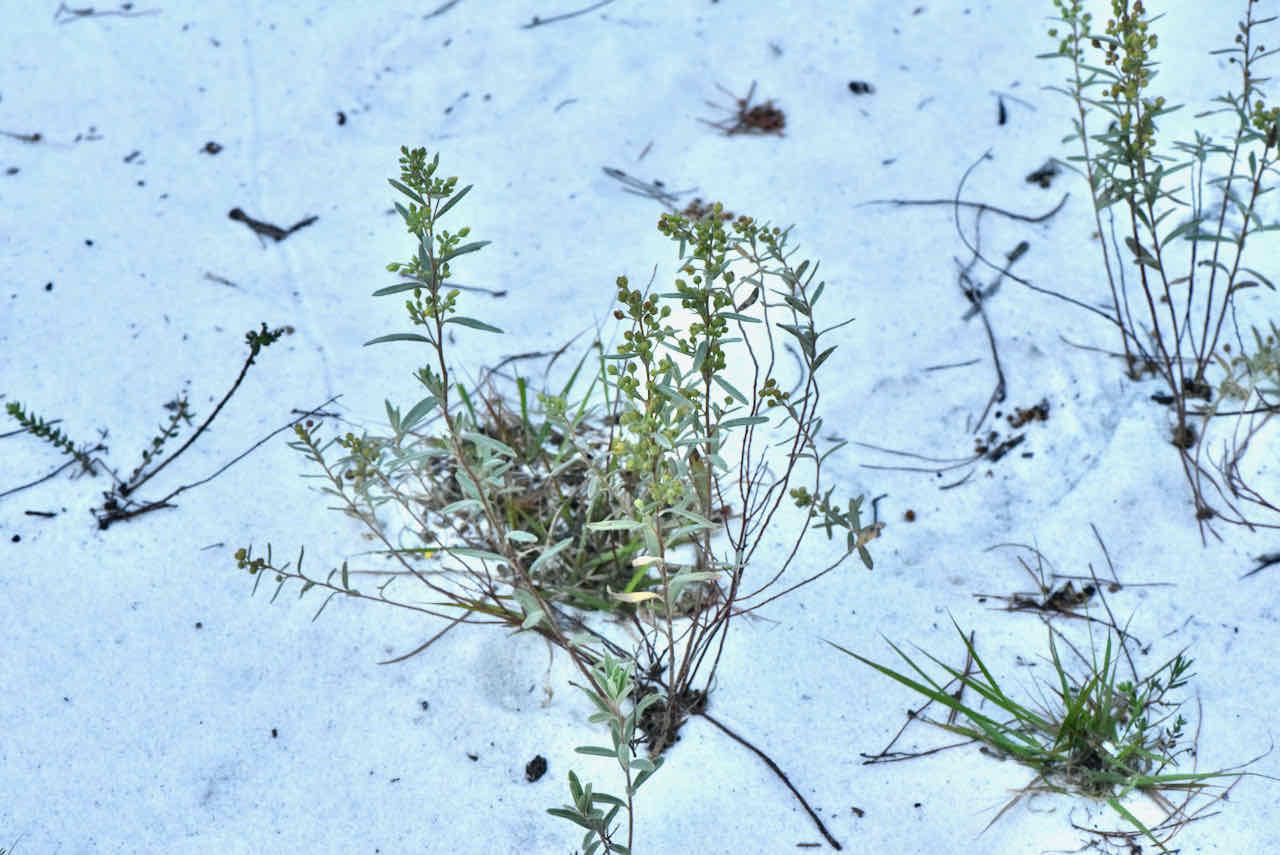 lorida scrub frostweed