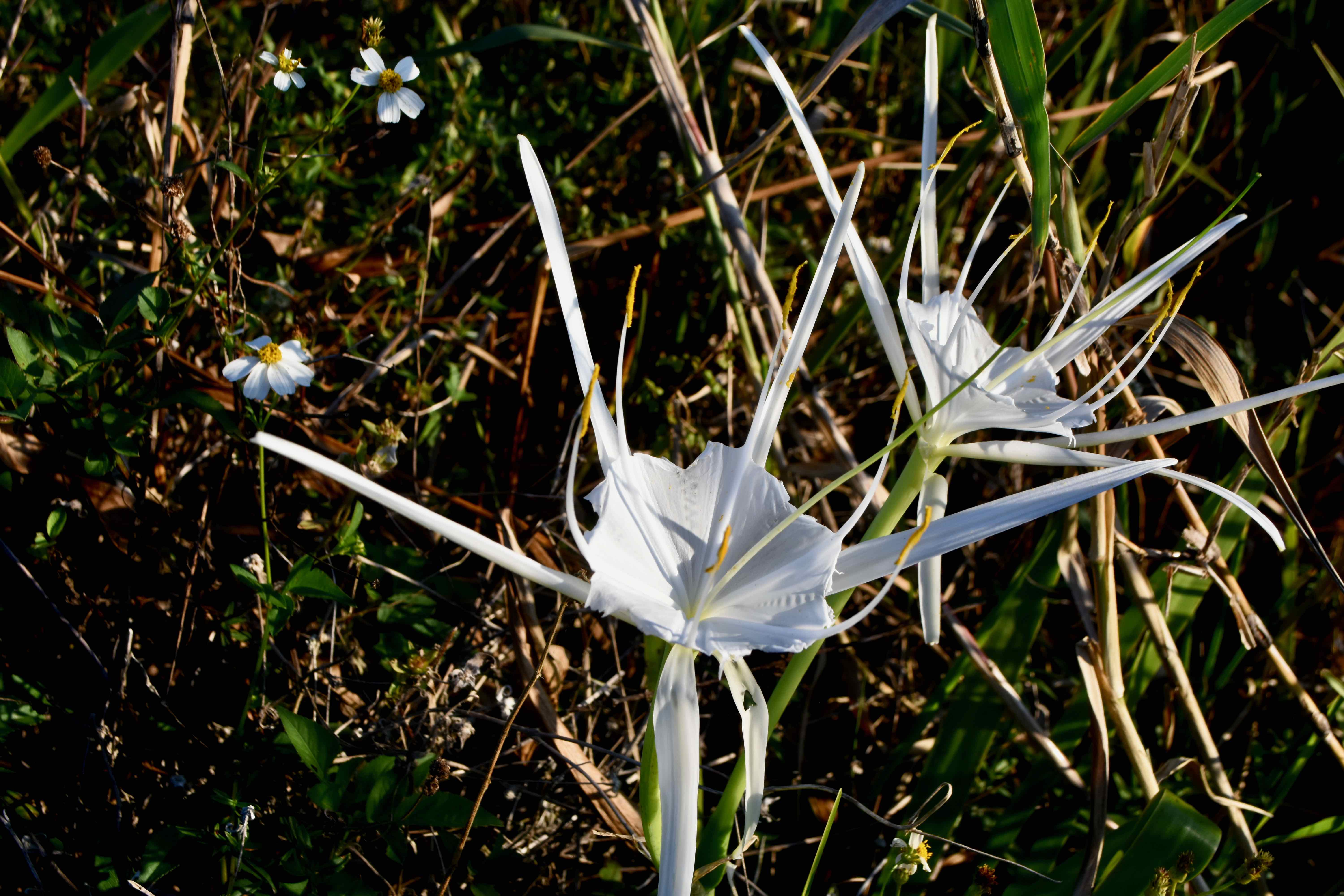 Florida Spider Lily