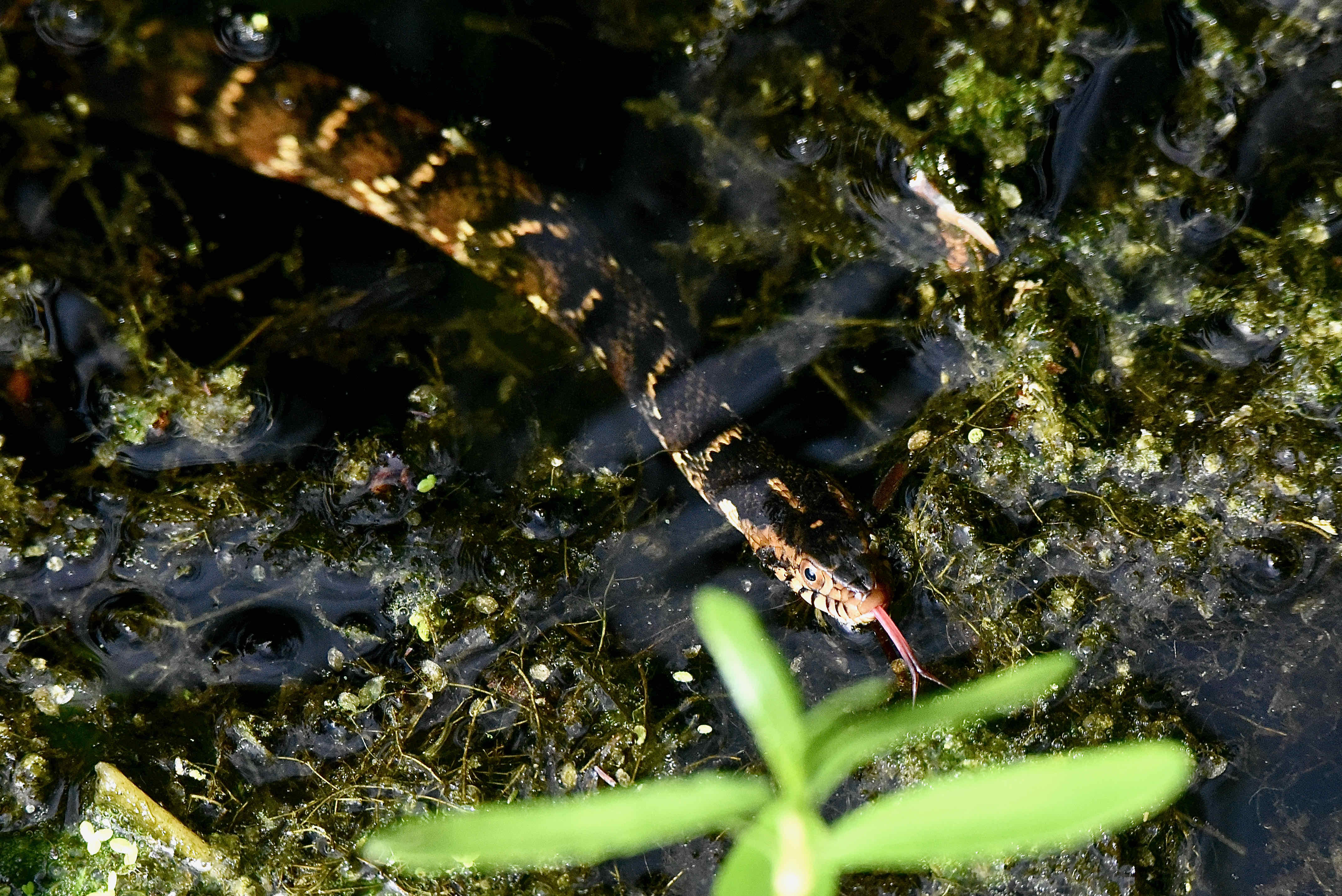 florida water snake