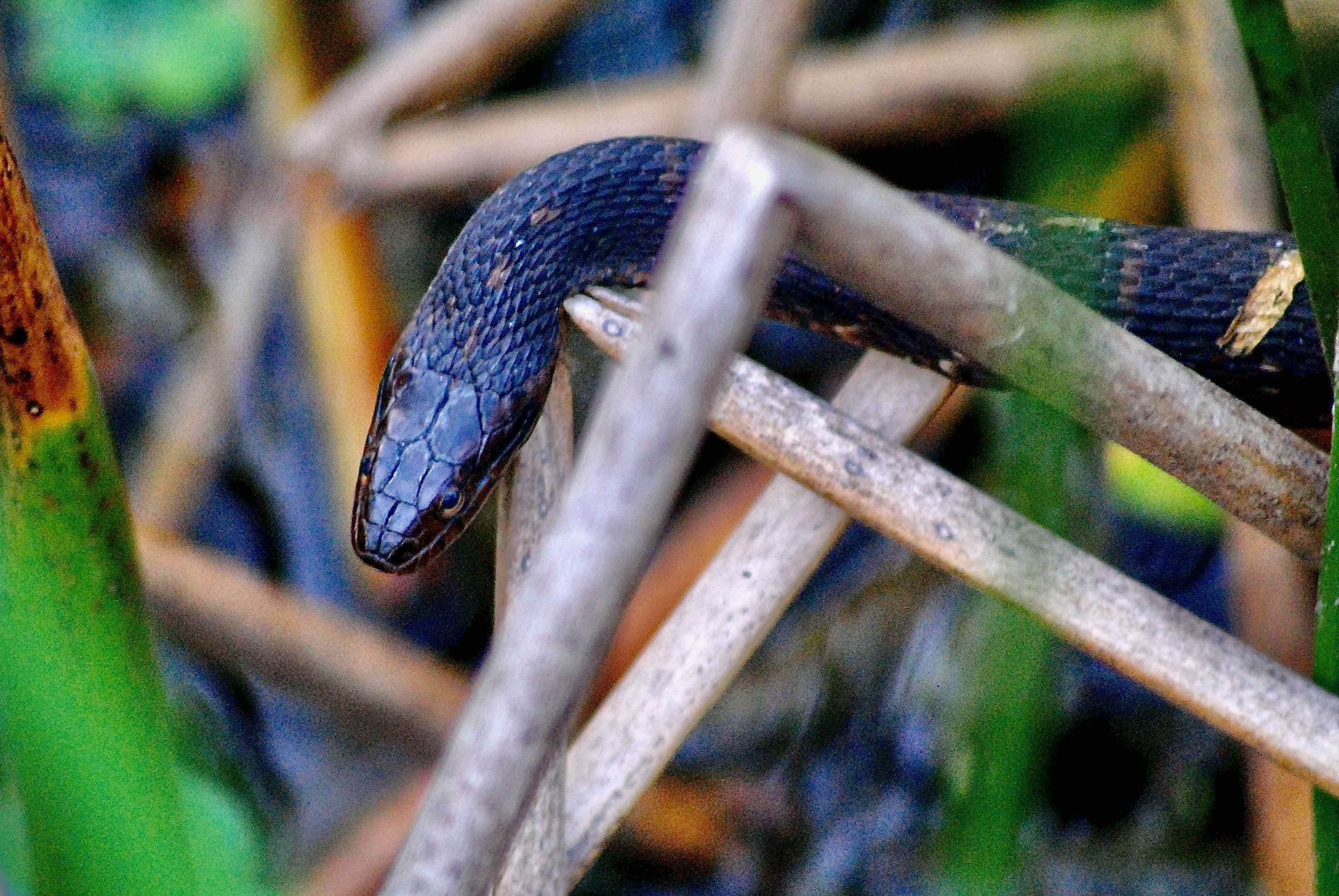 Florida water snake