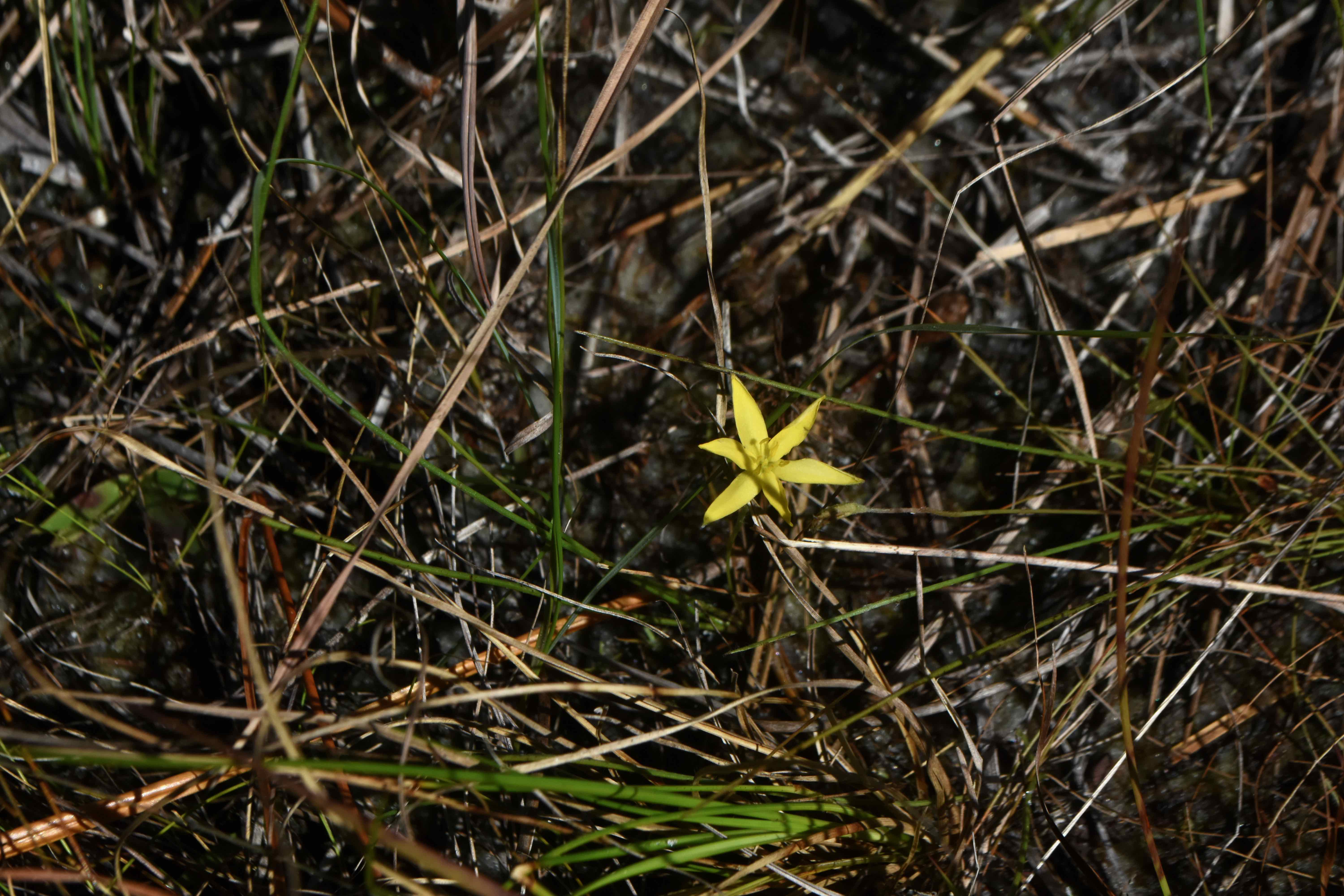 fringed yellow star grass