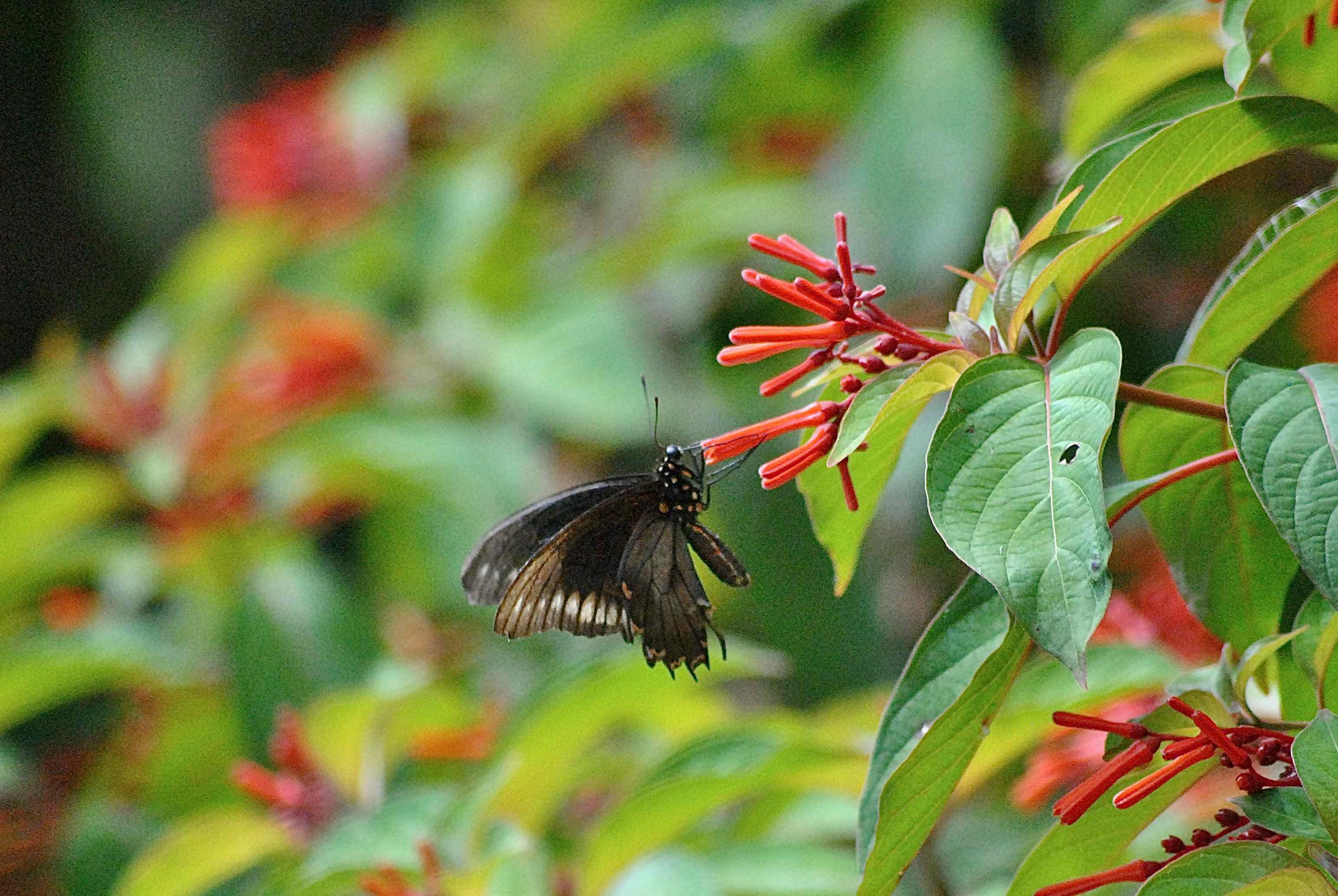 gold-rim swallowtail