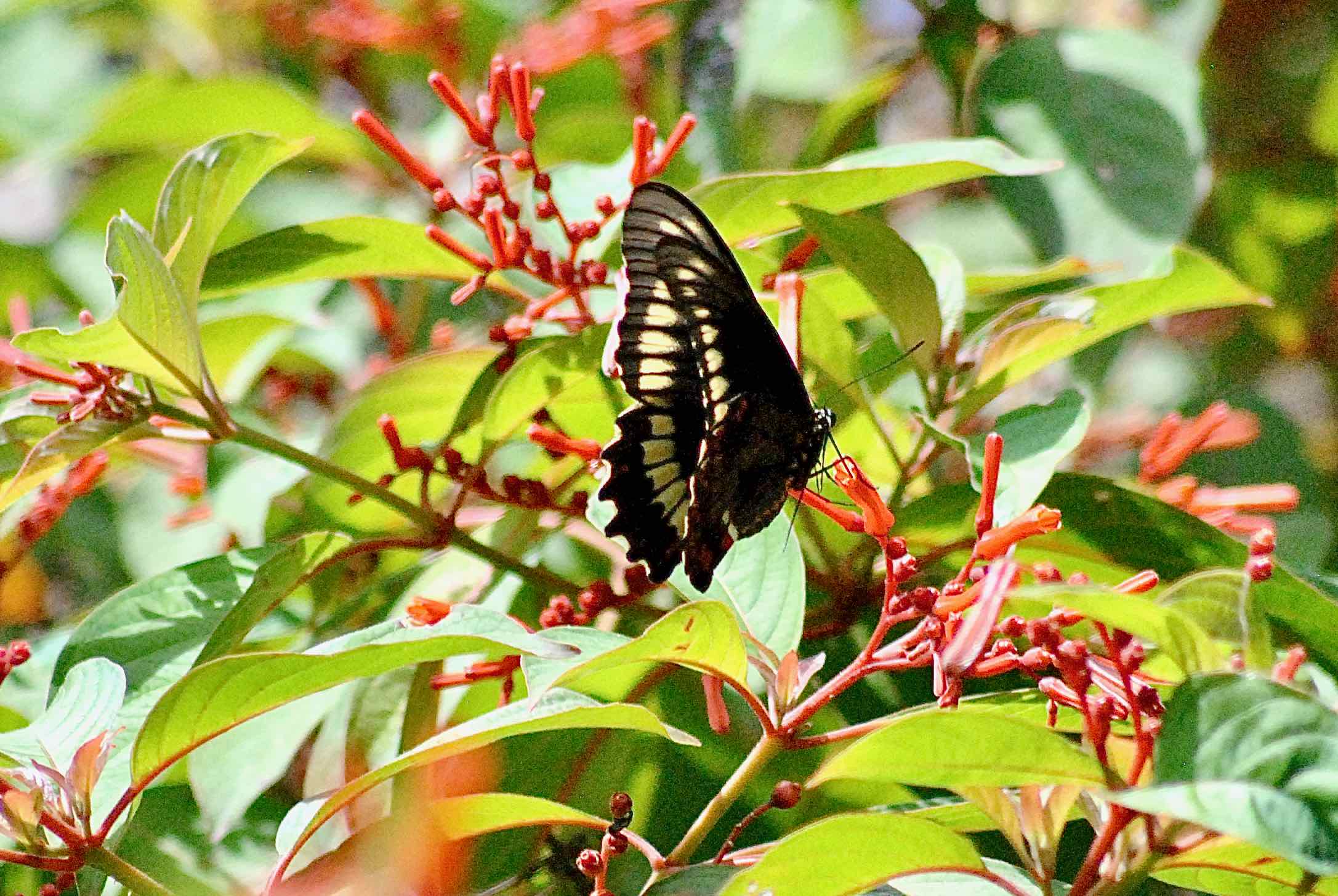 gold-rimmed swallowtail