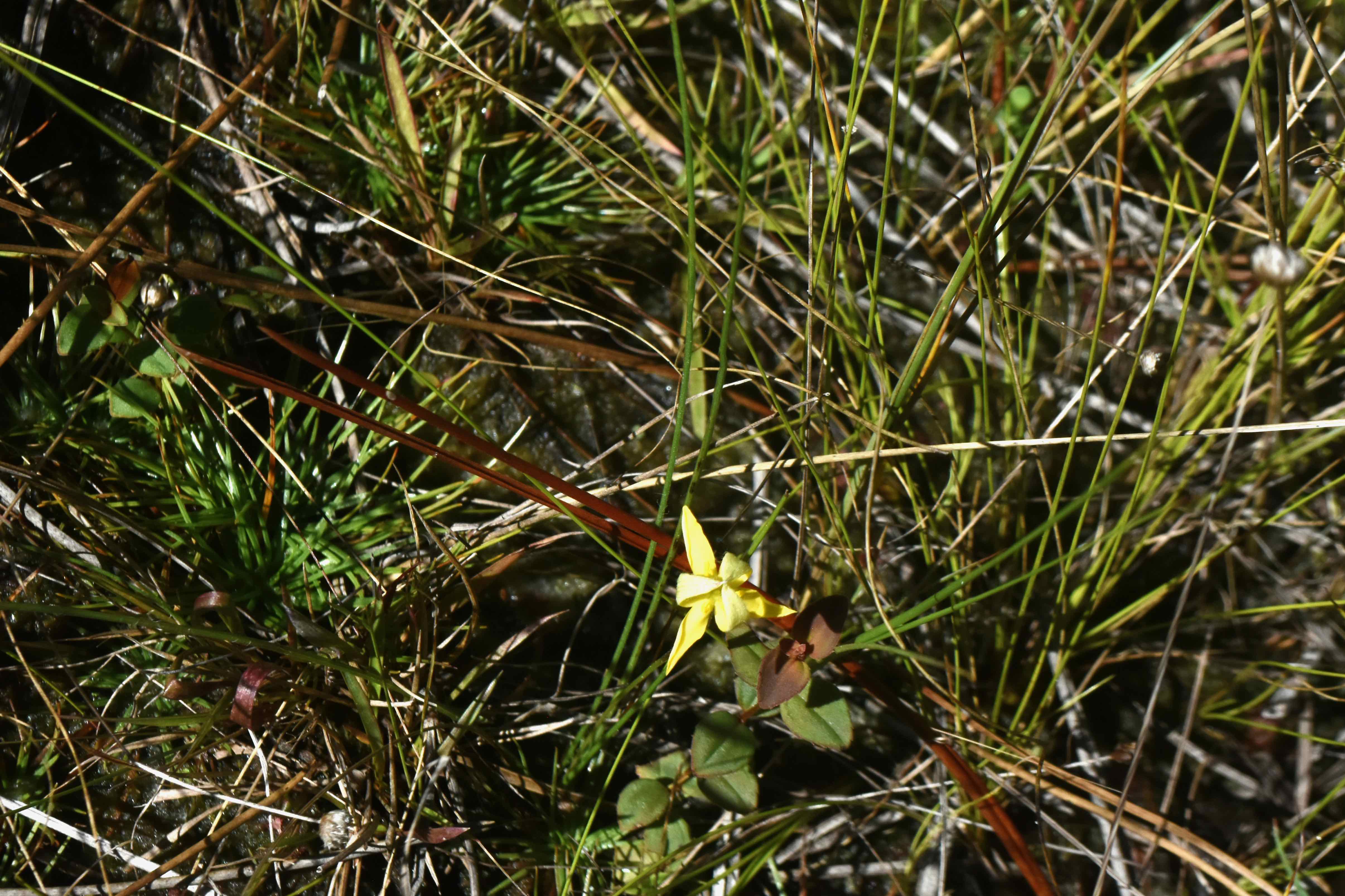 fringed yellow star grass