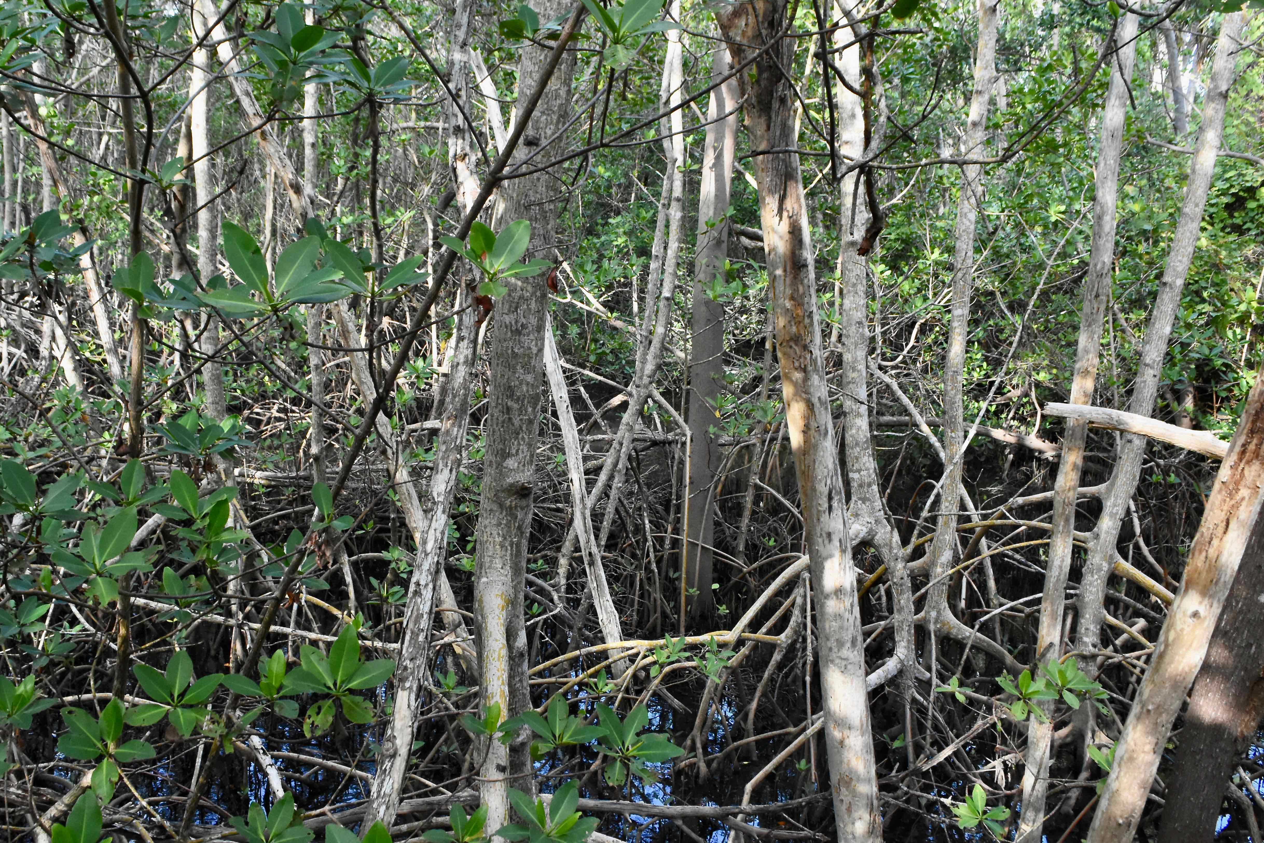 red mangroves