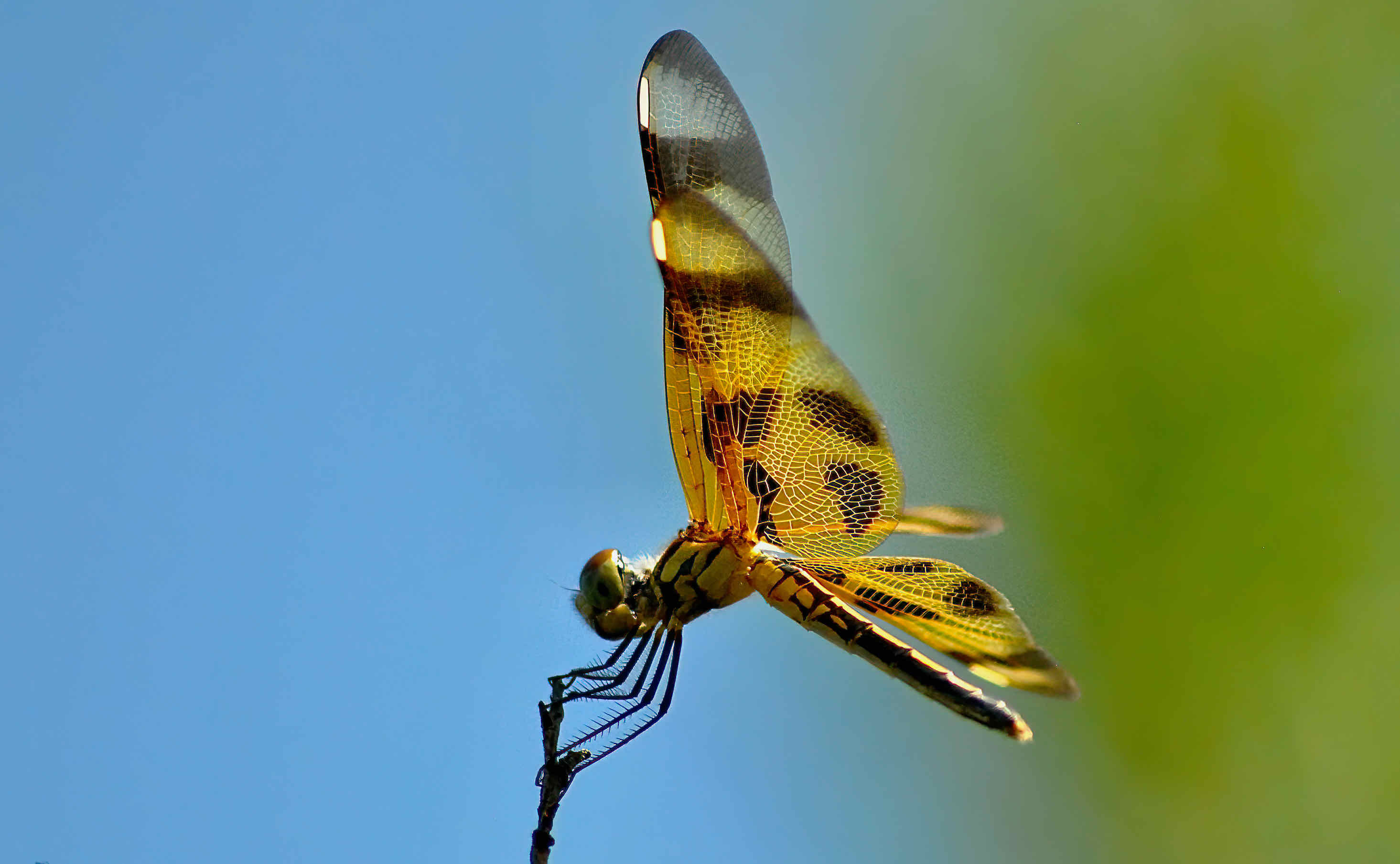halloween pennant dragonfly