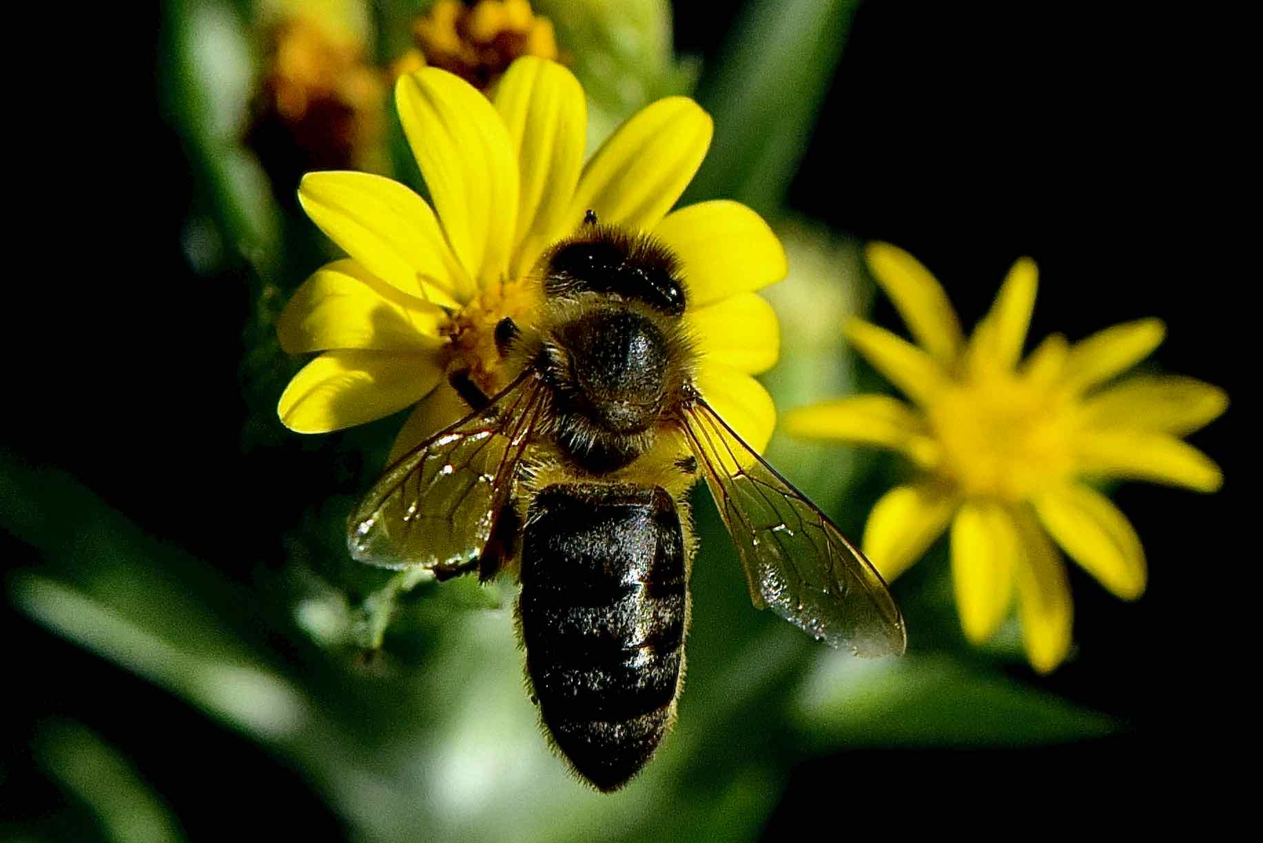 western honeybee