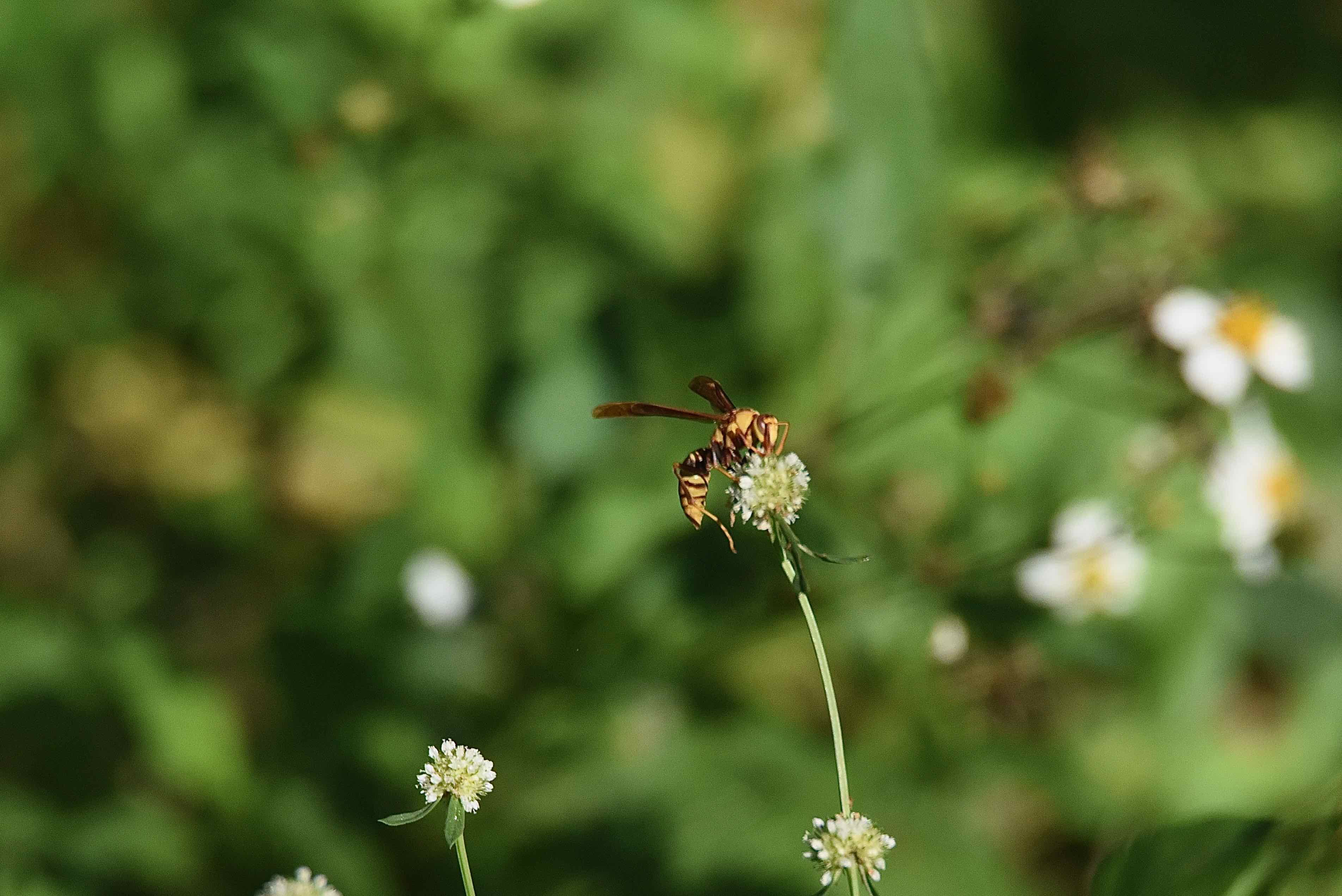 horse's paper wasp
