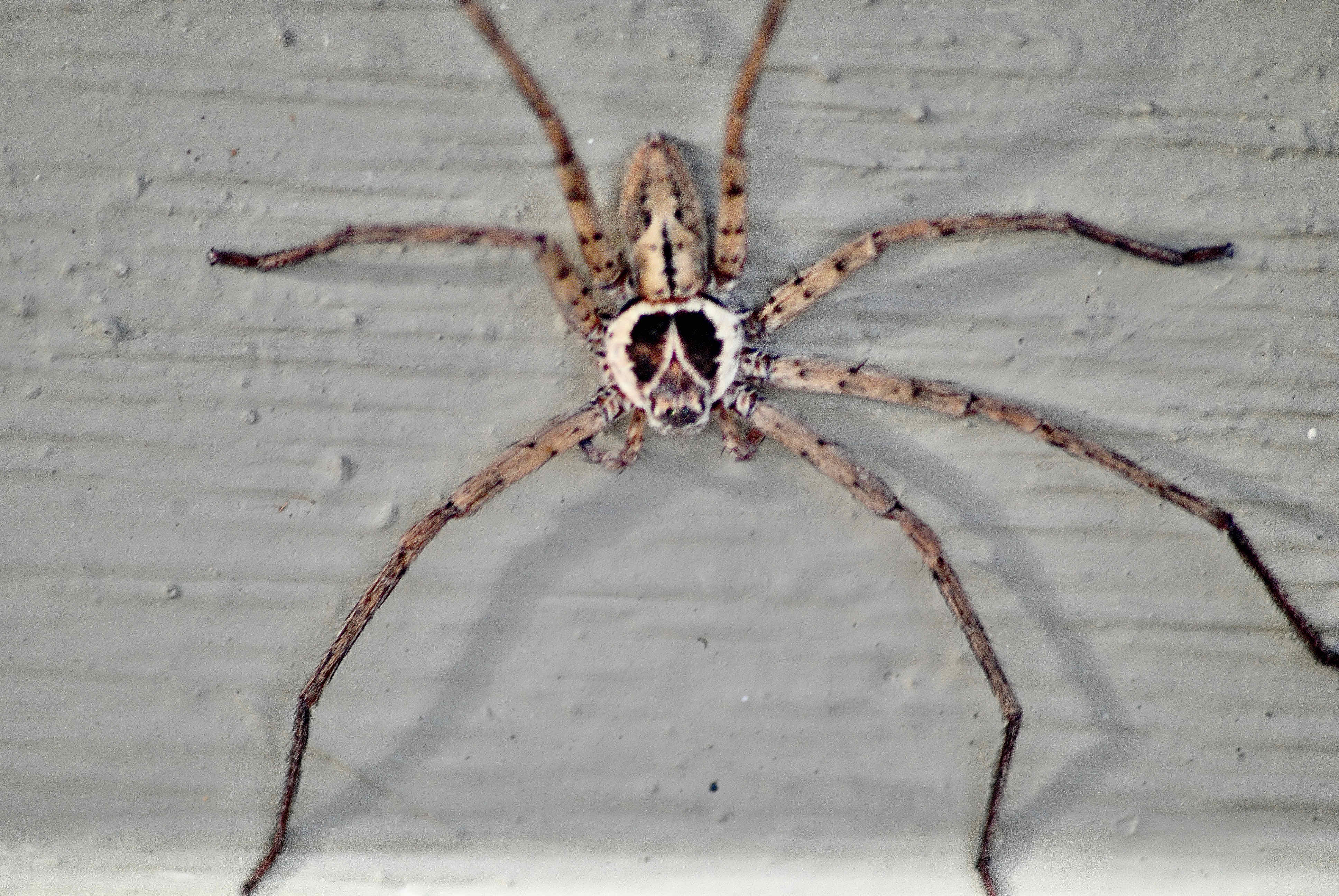 Pantropical Huntsman Spider