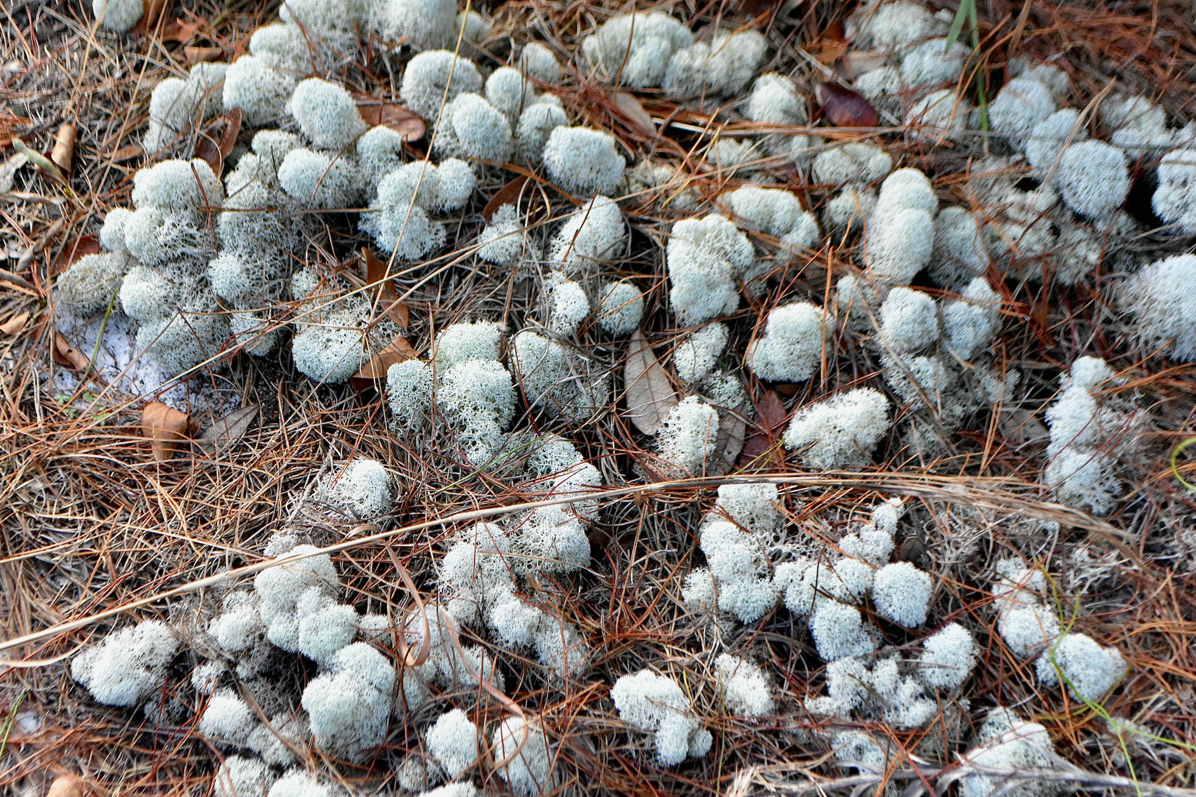 powderpuff lichen