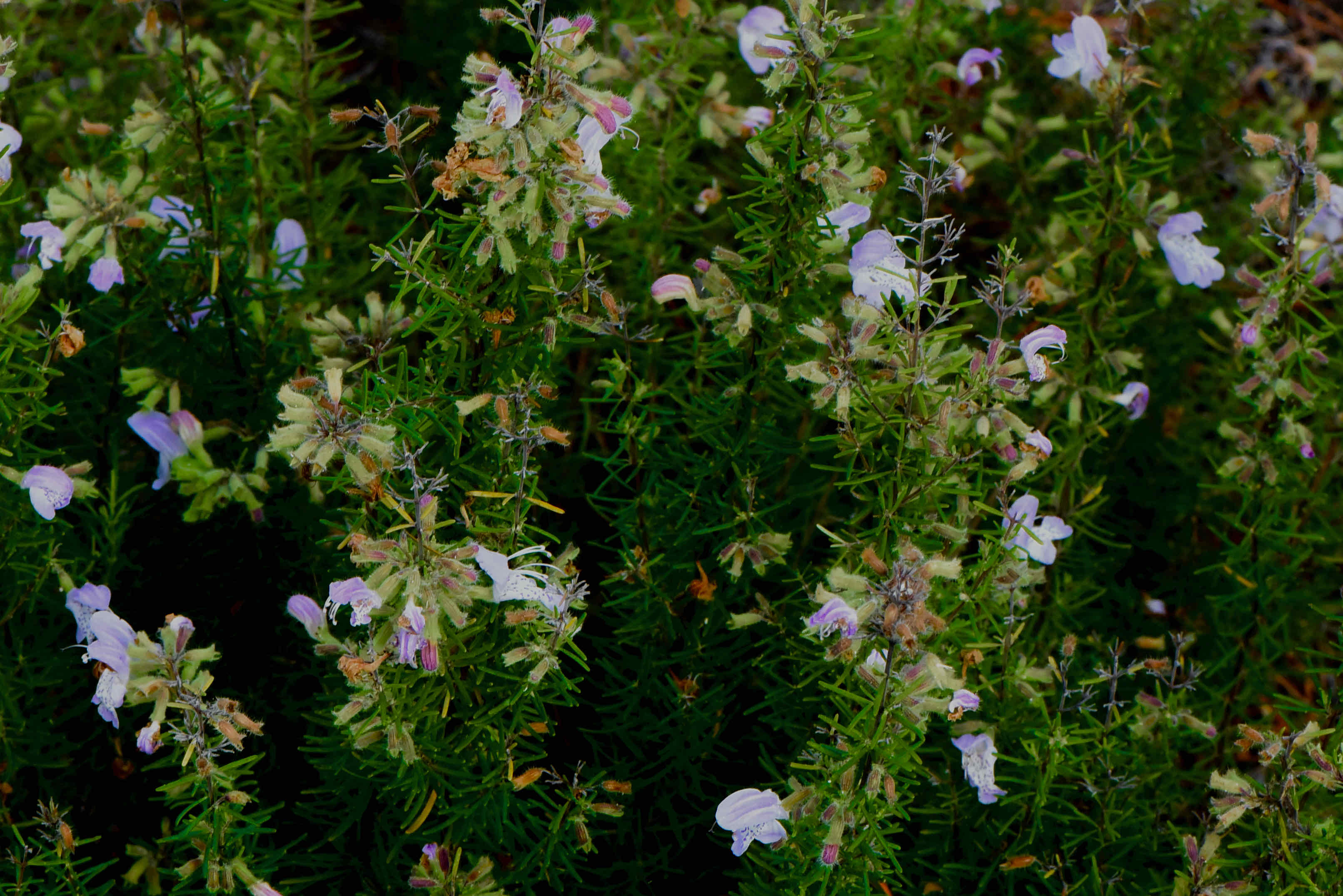 Largeflowered Rosemary