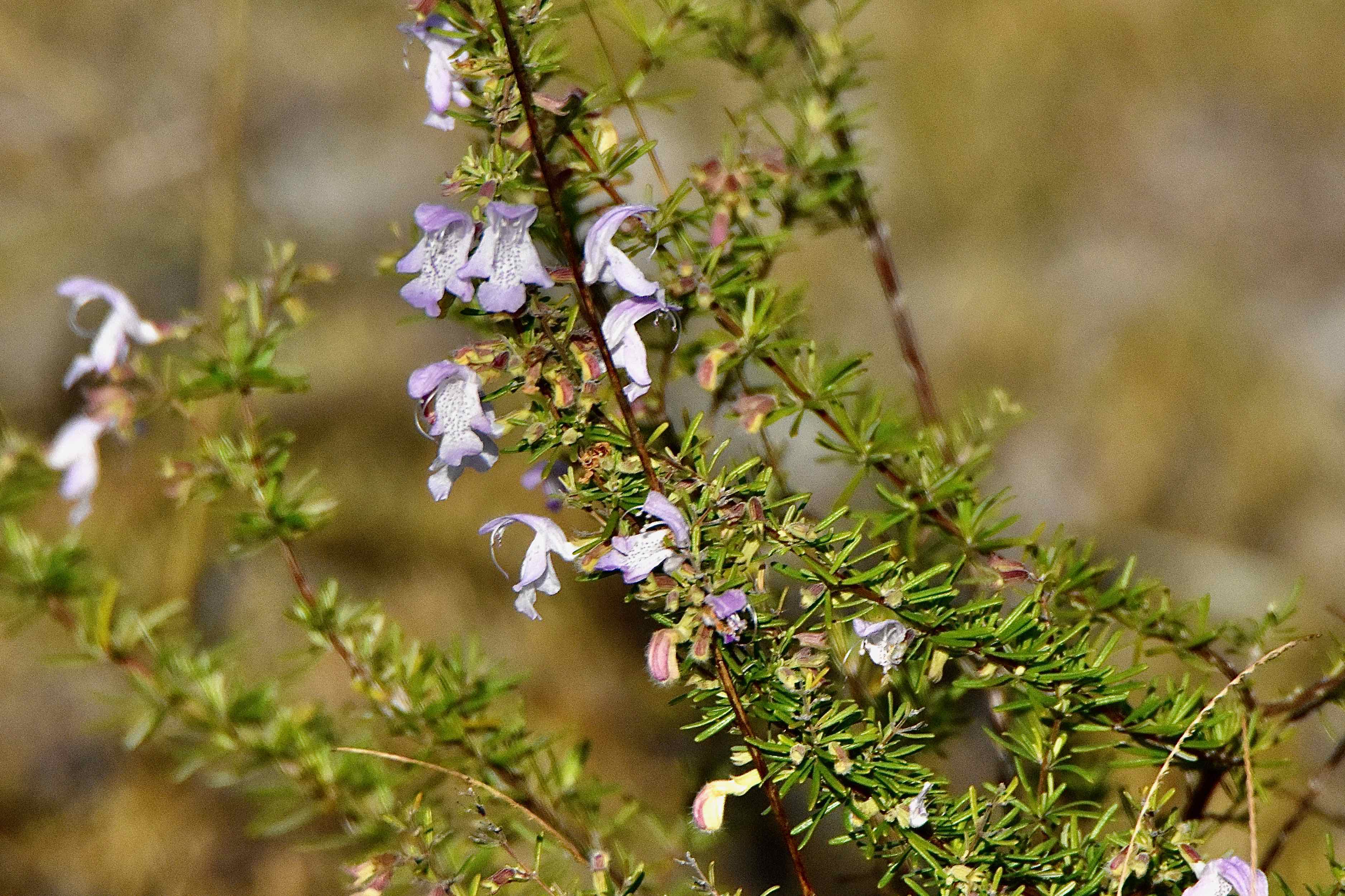 Large-Flowered False Rosemary