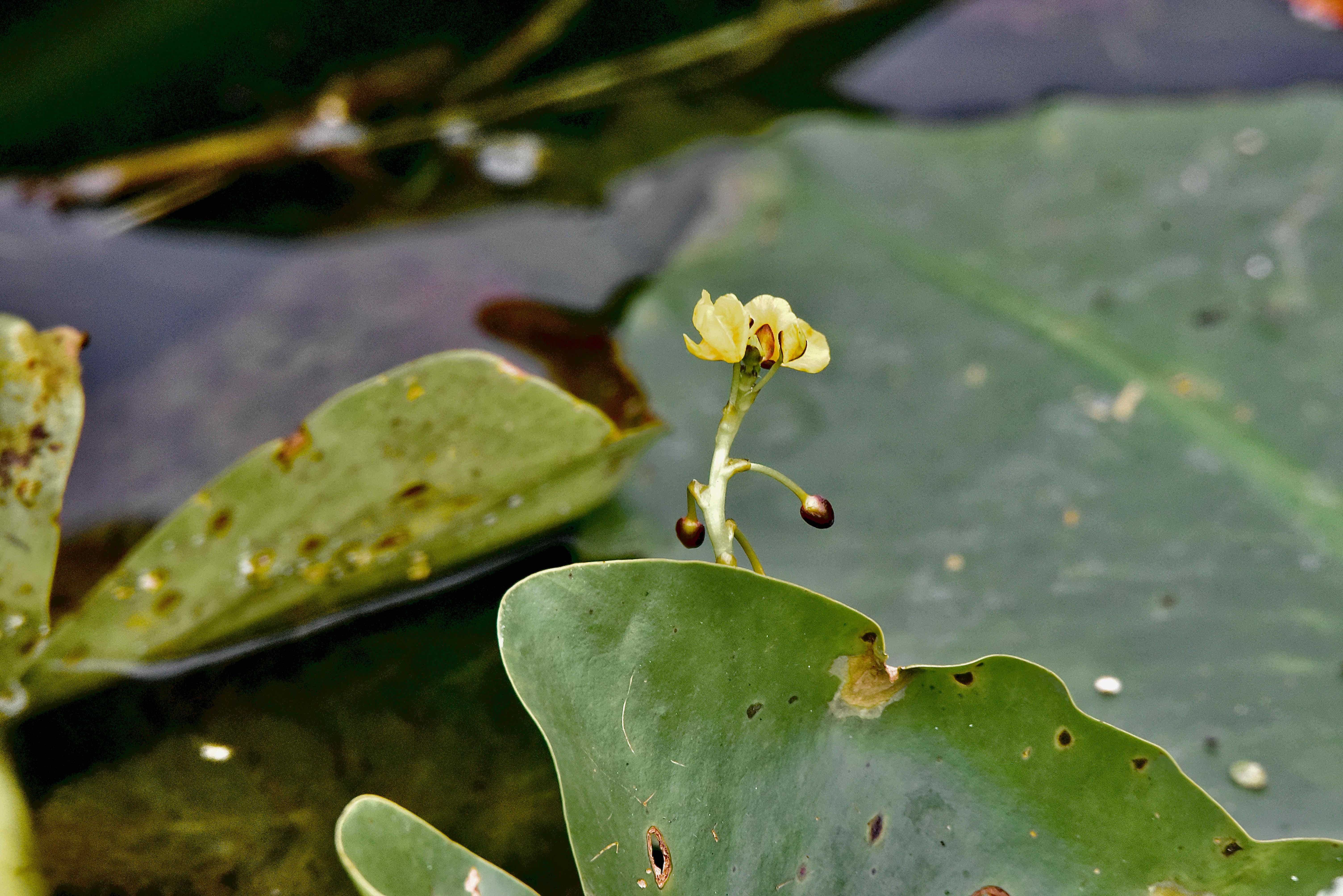 leafy bladderwort
