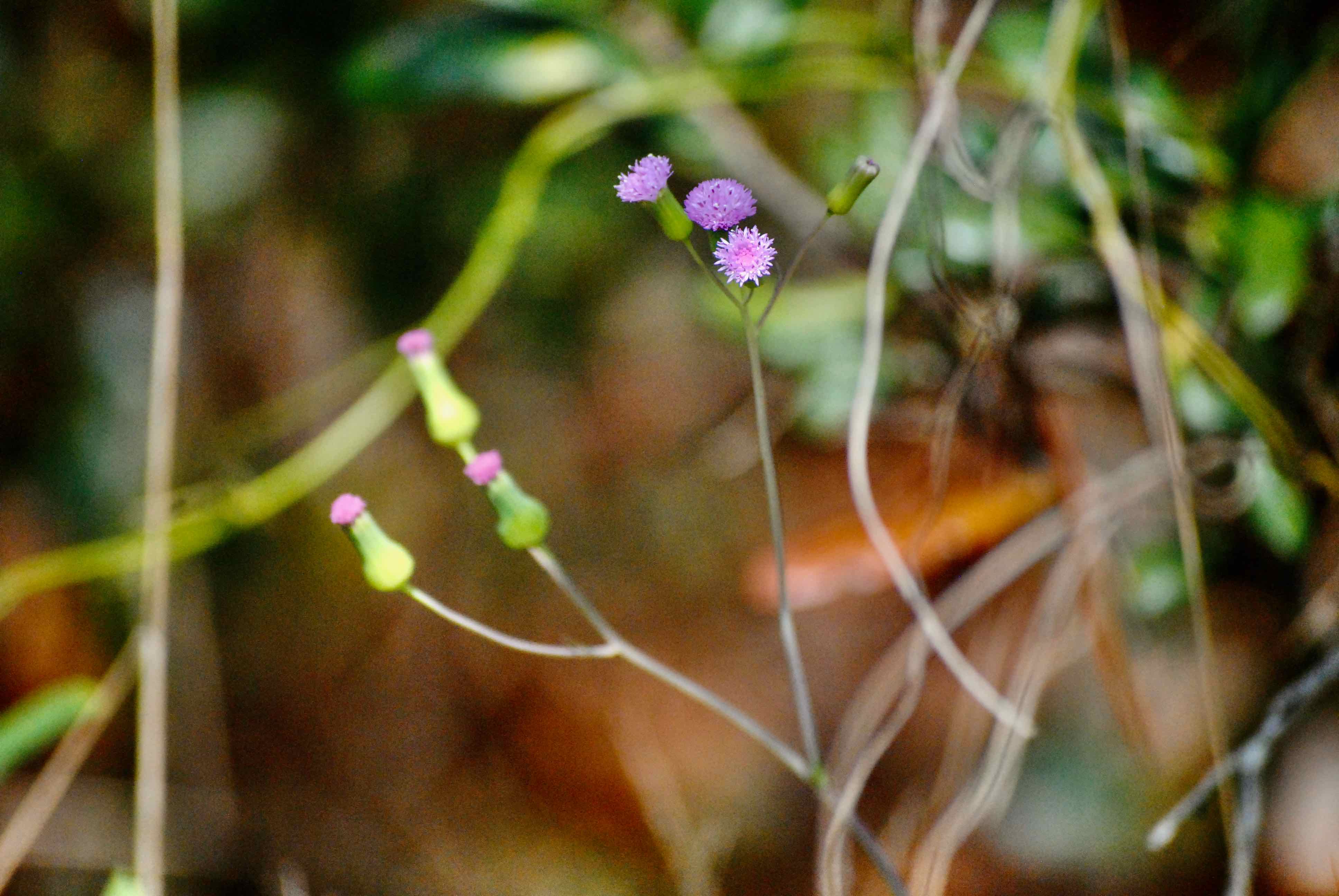 lilac tasselflower