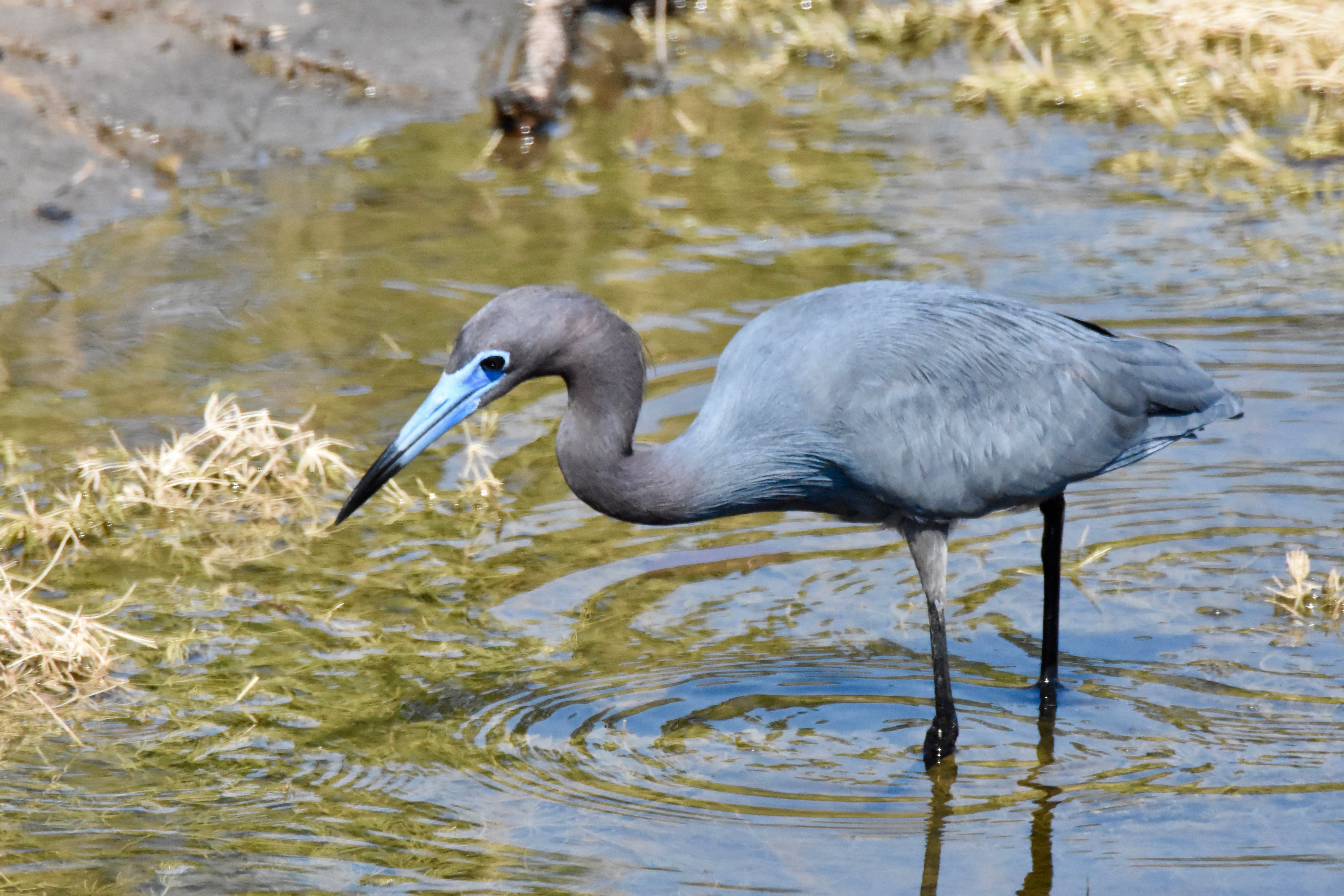 Little Blue Heron