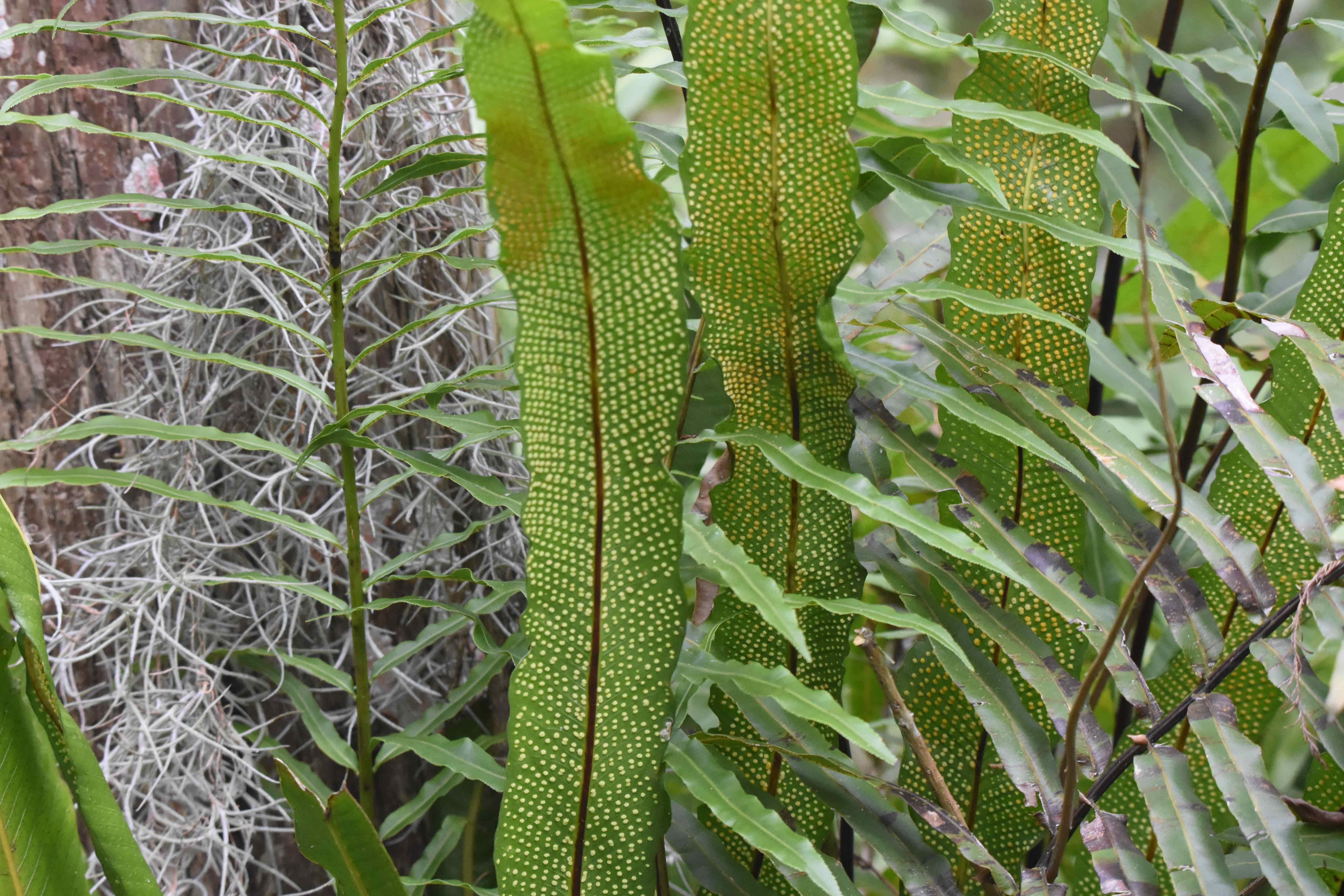 long strap fern