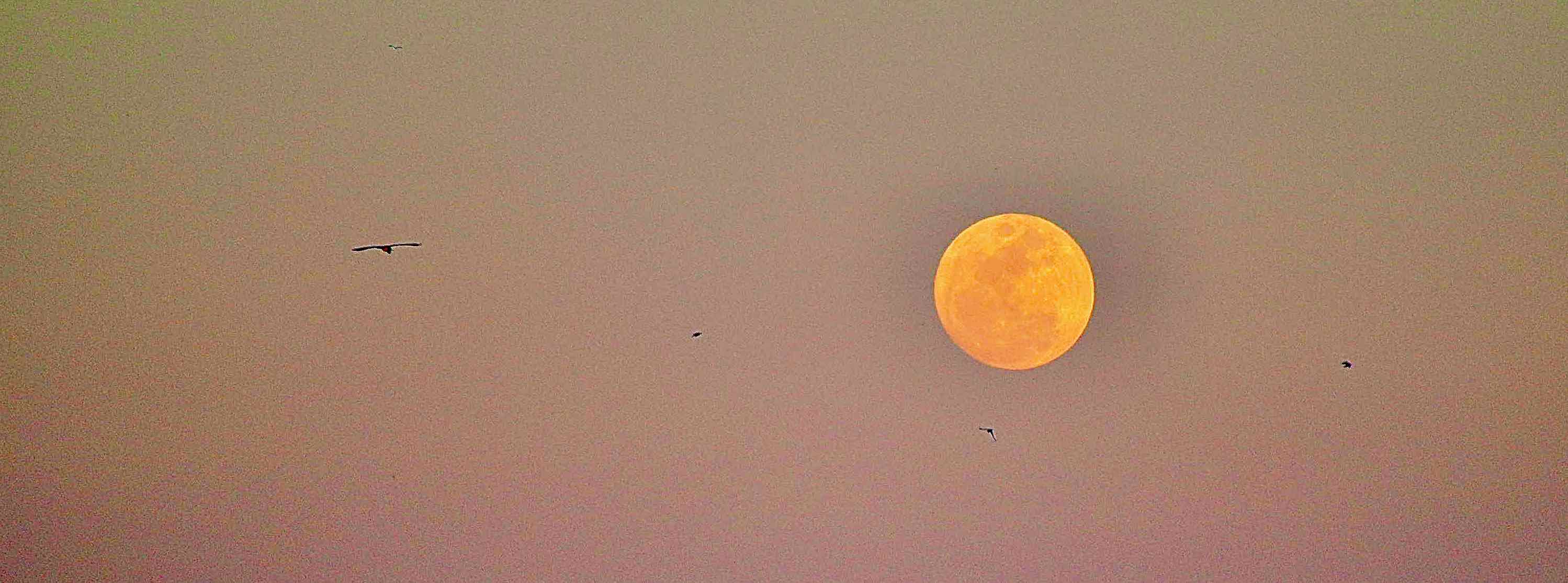 moon and birds