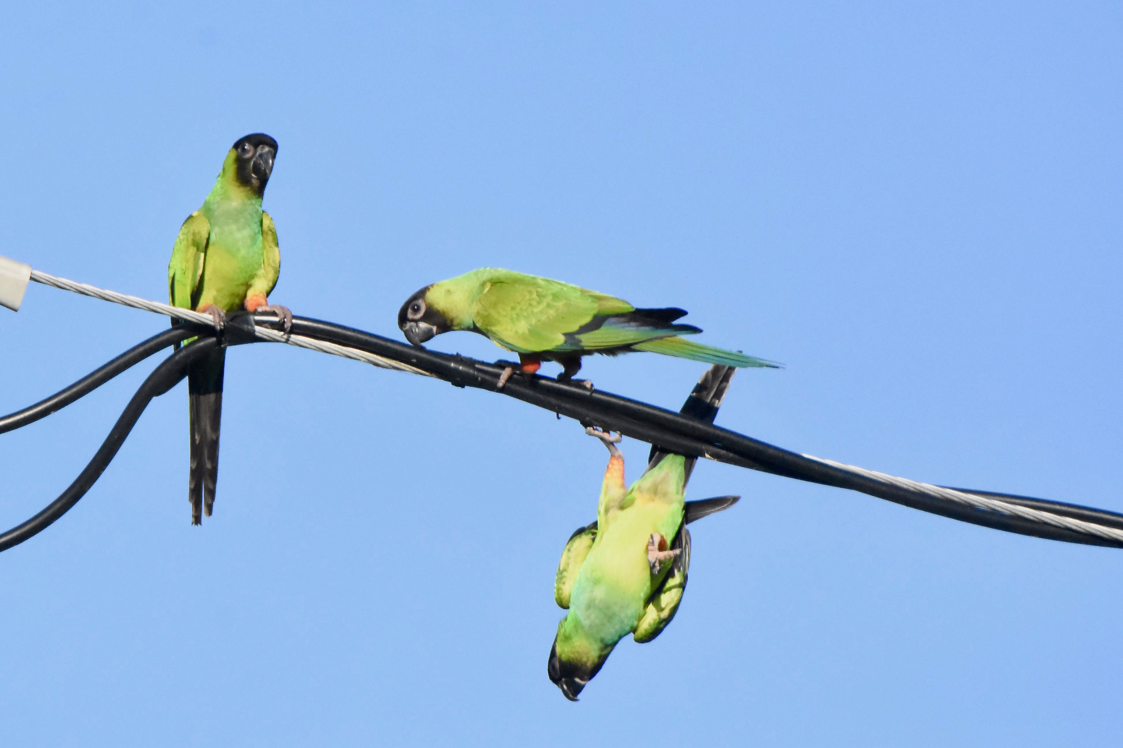 nanday parakeet