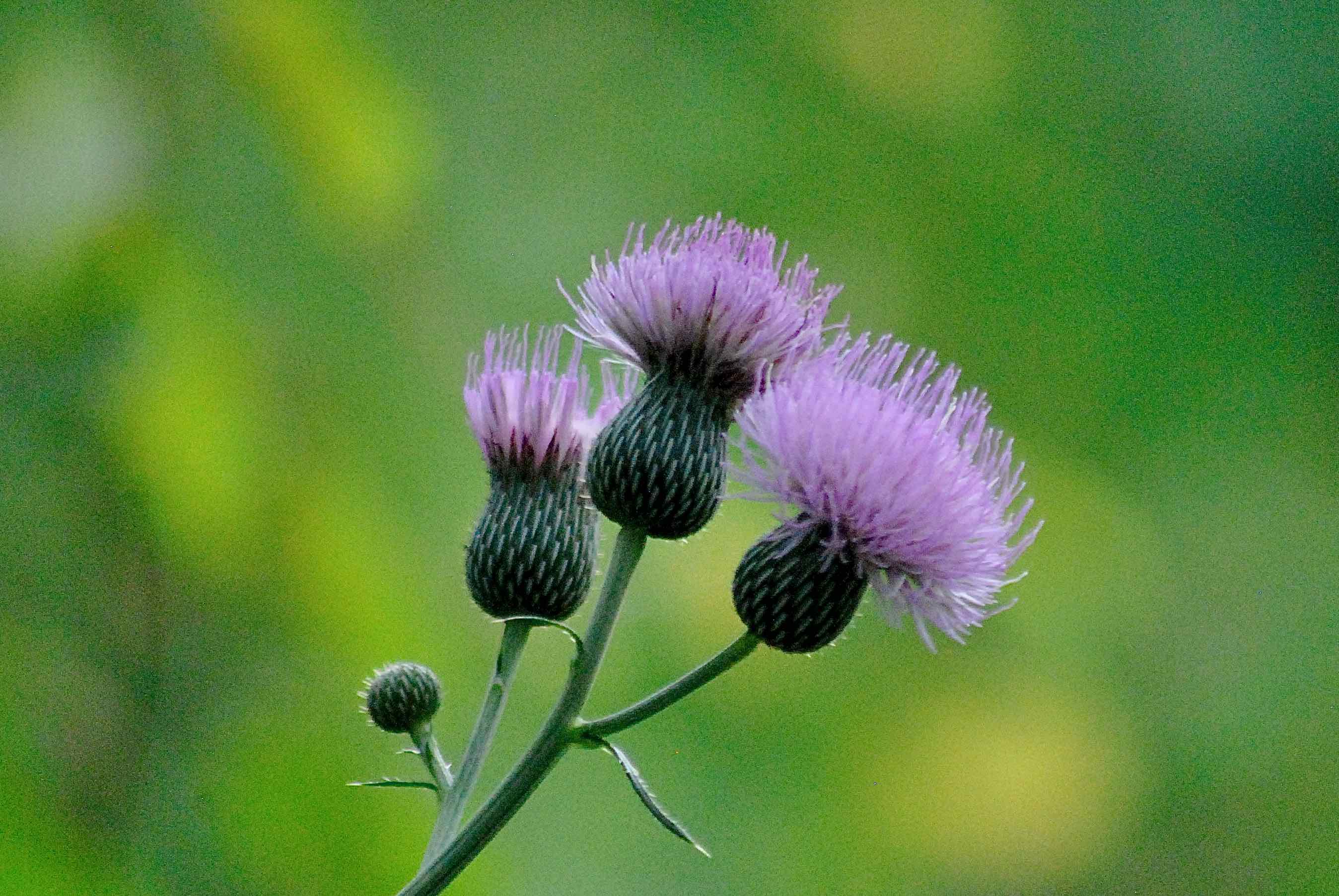 Nuttall's Thistle