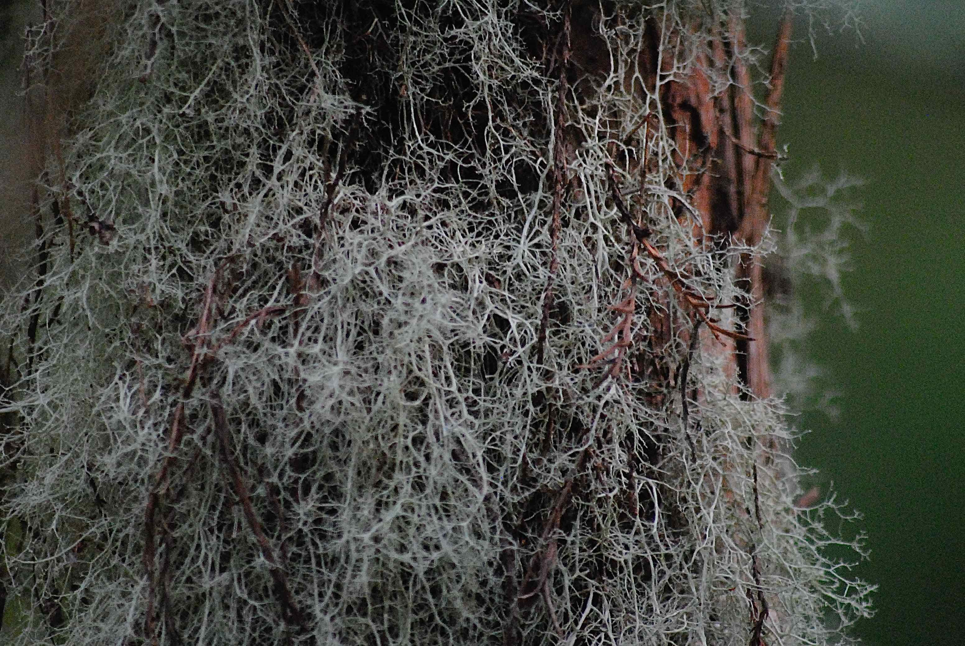 old man's beard lichen