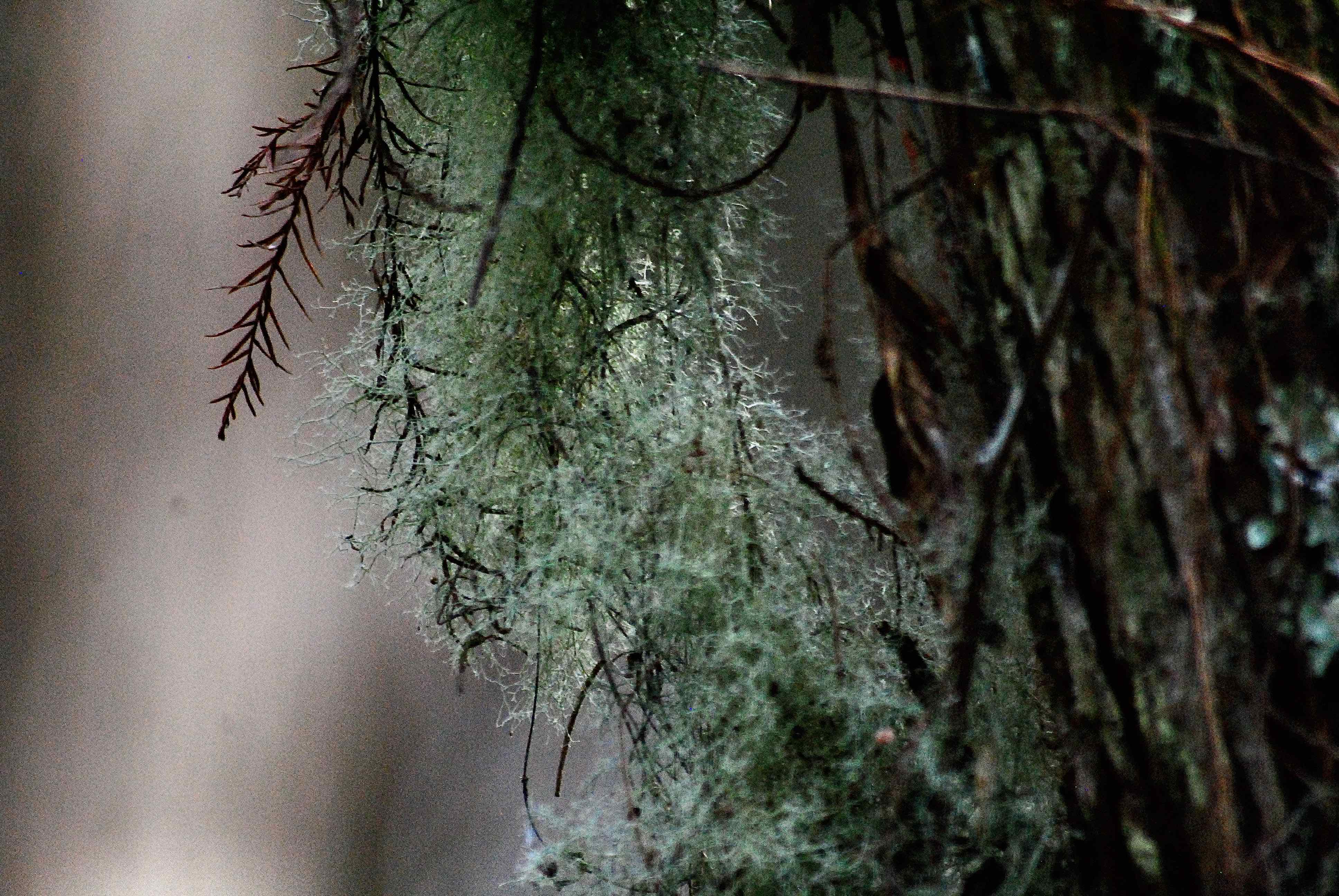 old man's beard lichen
