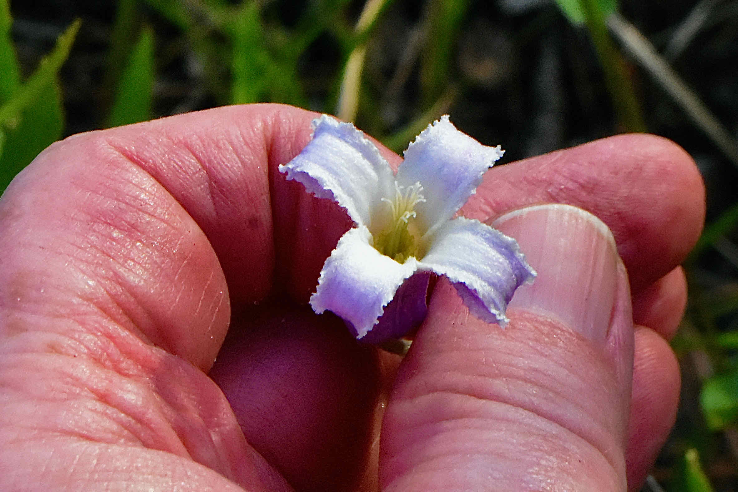 pine hyacinth