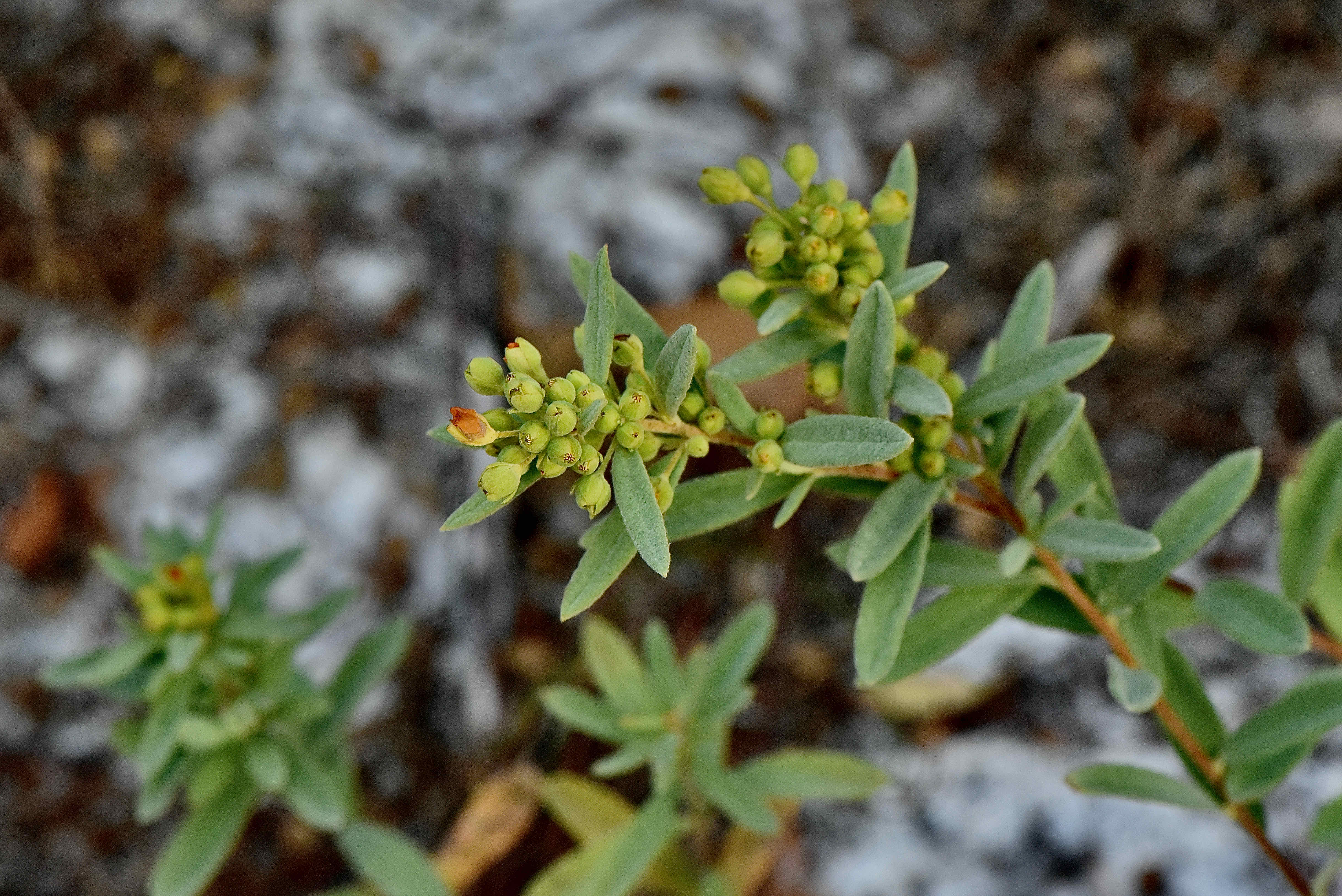 pinebarren frostweed