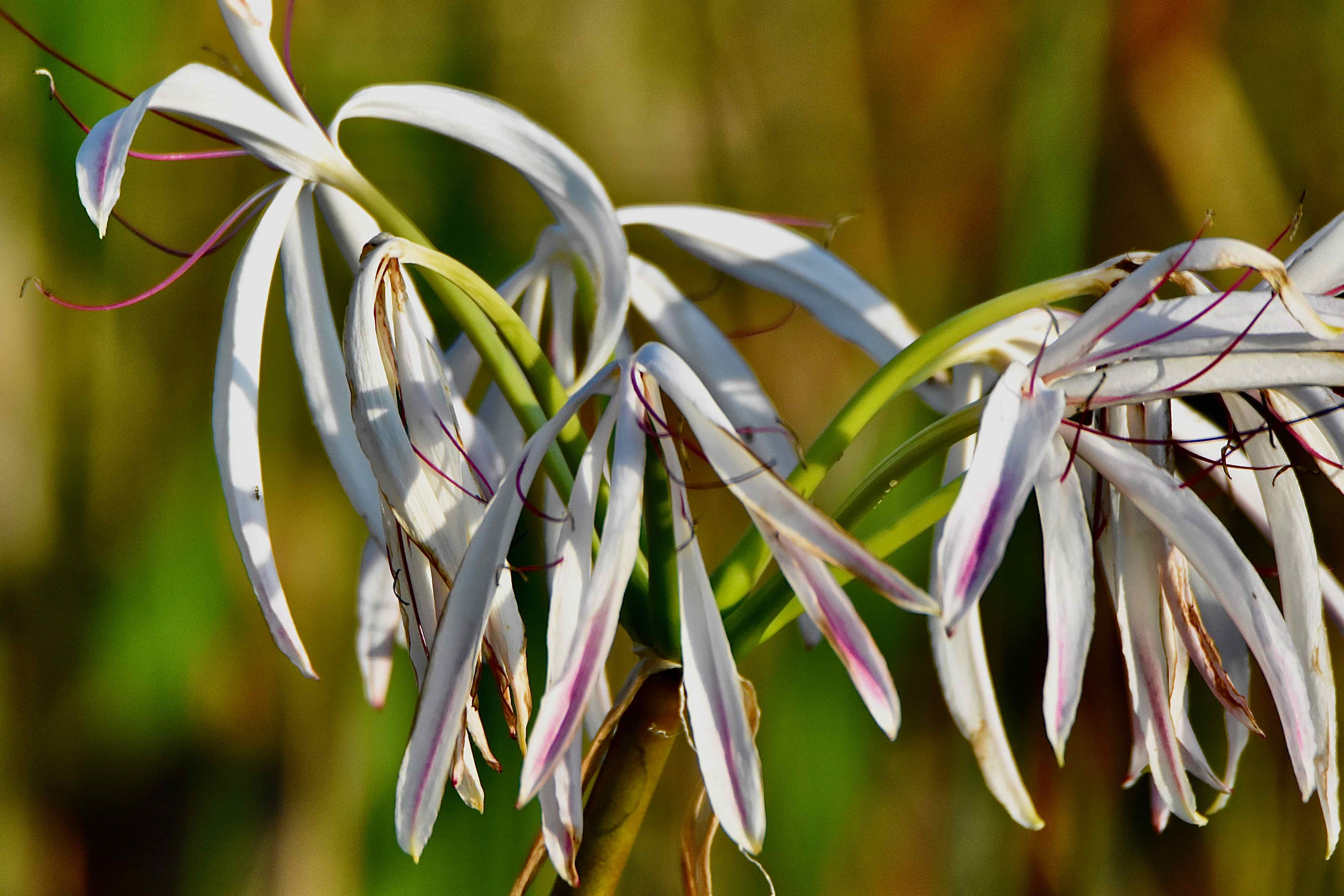 spiderlilies