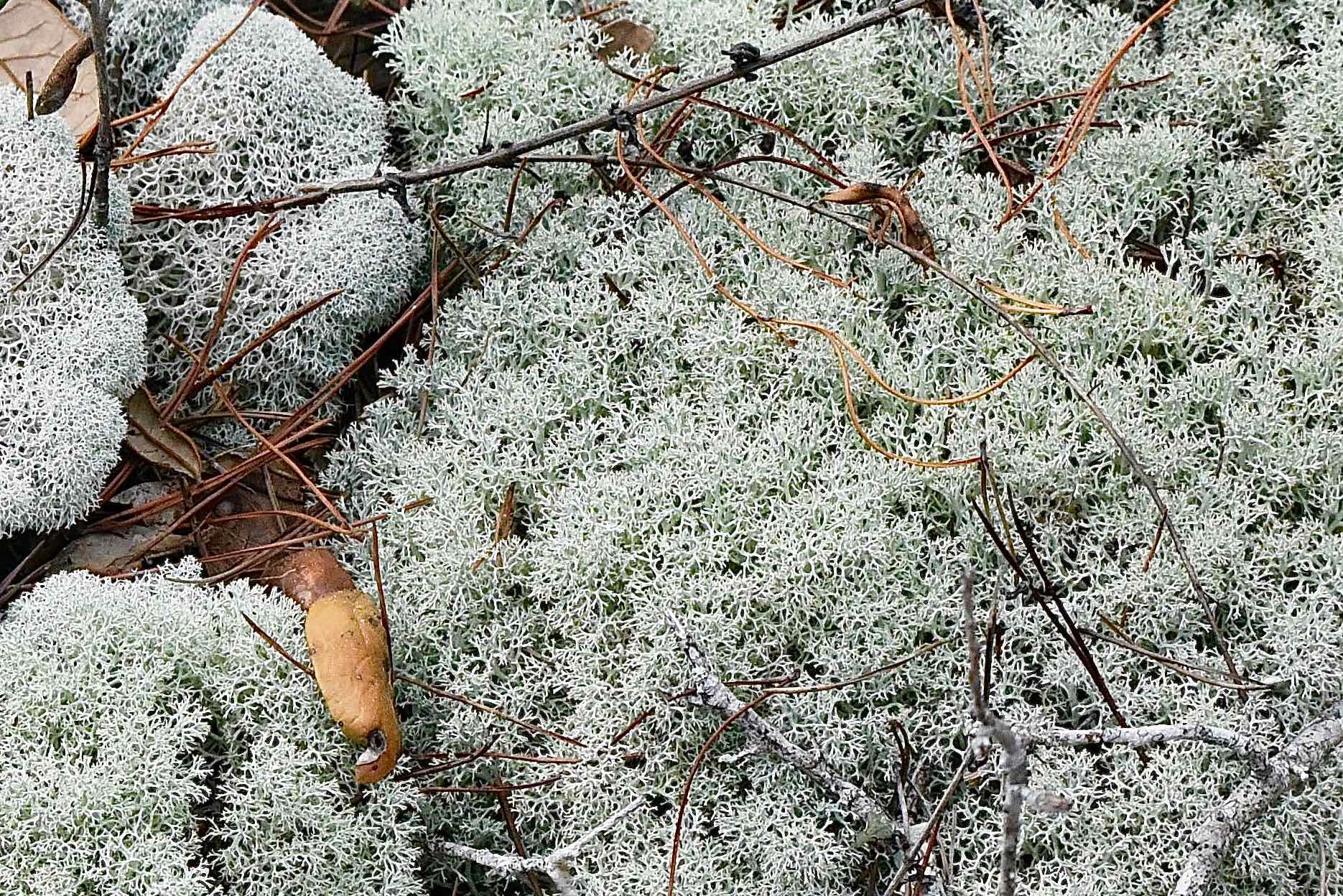Powderpuff lichen