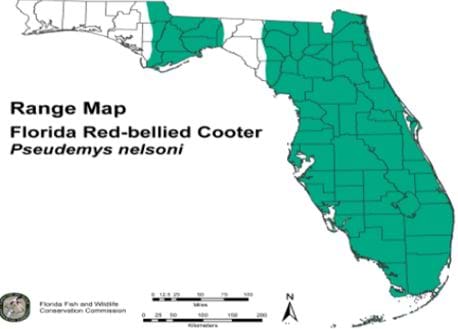 red-bellied range map