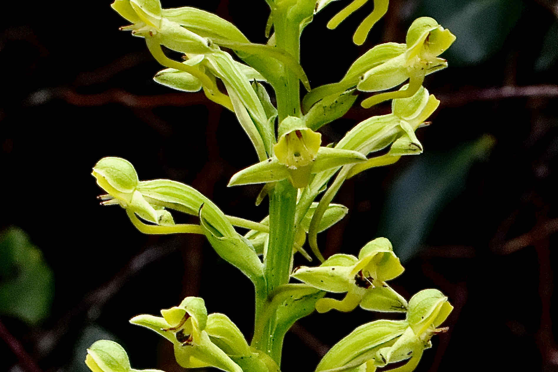 rein orchid